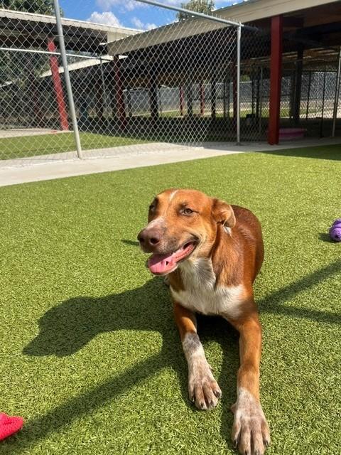 Enlarge Sugar, a ADOPTABLE mixed breed in Fayetteville, AR image 1/5