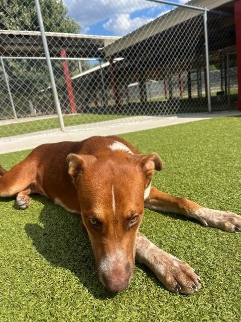Enlarge Sugar, a ADOPTABLE mixed breed in Fayetteville, AR image 2/5