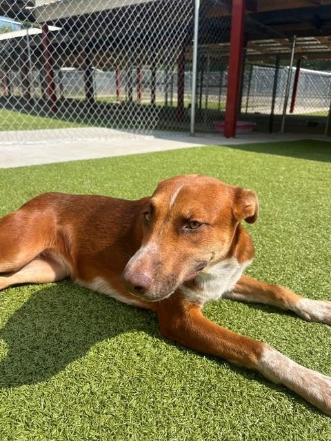 Enlarge Sugar, a ADOPTABLE mixed breed in Fayetteville, AR image 3/5