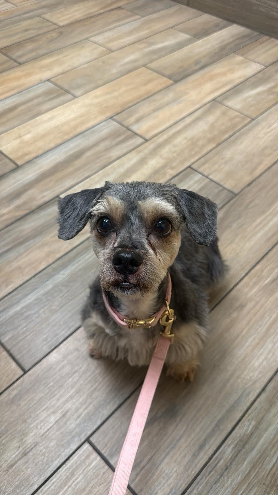Enlarge Mariah, a Adopted mixed breed in Millersville, MD image 2/2