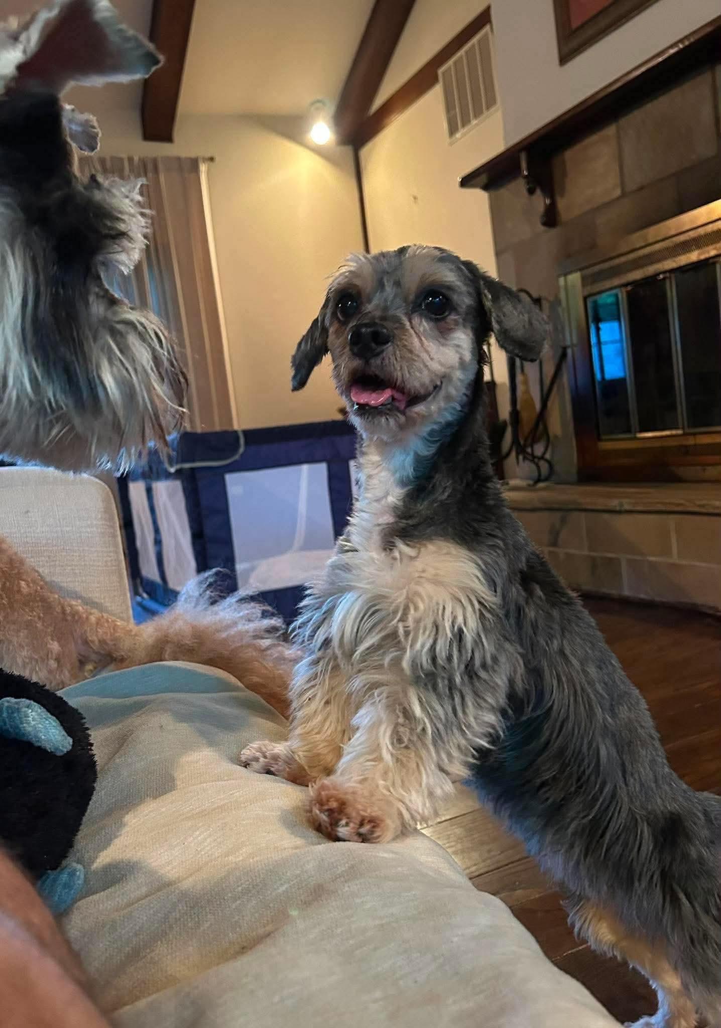 Mariah, Adopted, Adult Female Schnauzer.