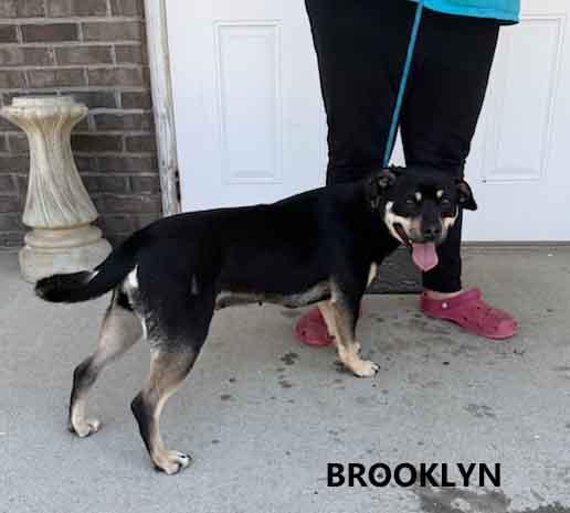 Brooklyn, ADOPTABLE, Adult Female Feist.