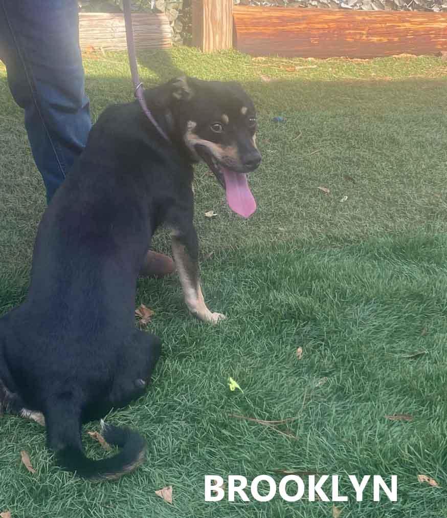 Brooklyn, a ADOPTABLE mixed breed in Washington, GA image 3/3