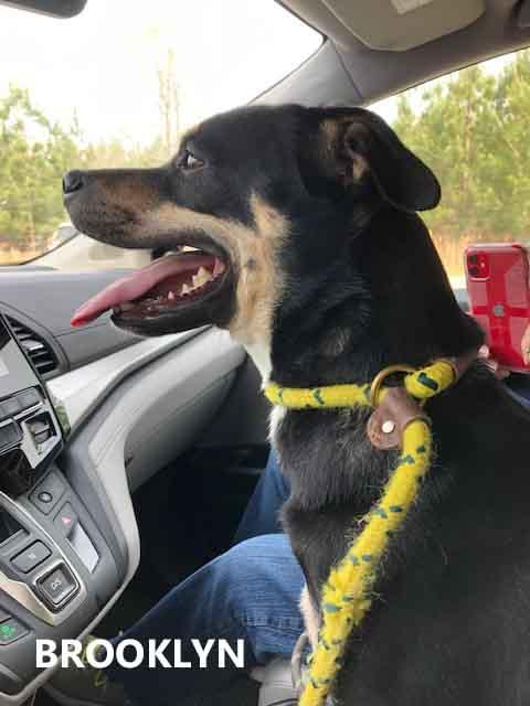 Enlarge Brooklyn, a ADOPTABLE mixed breed in Washington, GA image 1/5