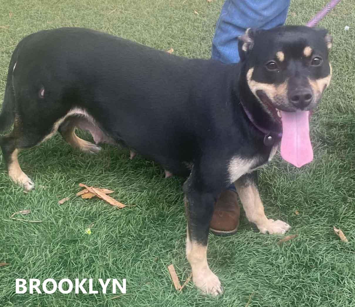 Brooklyn thumbnail 3