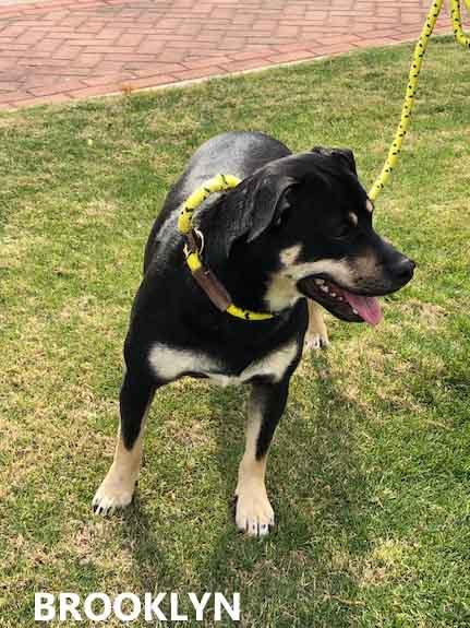 Enlarge Brooklyn, a ADOPTABLE mixed breed in Washington, GA image 5/5