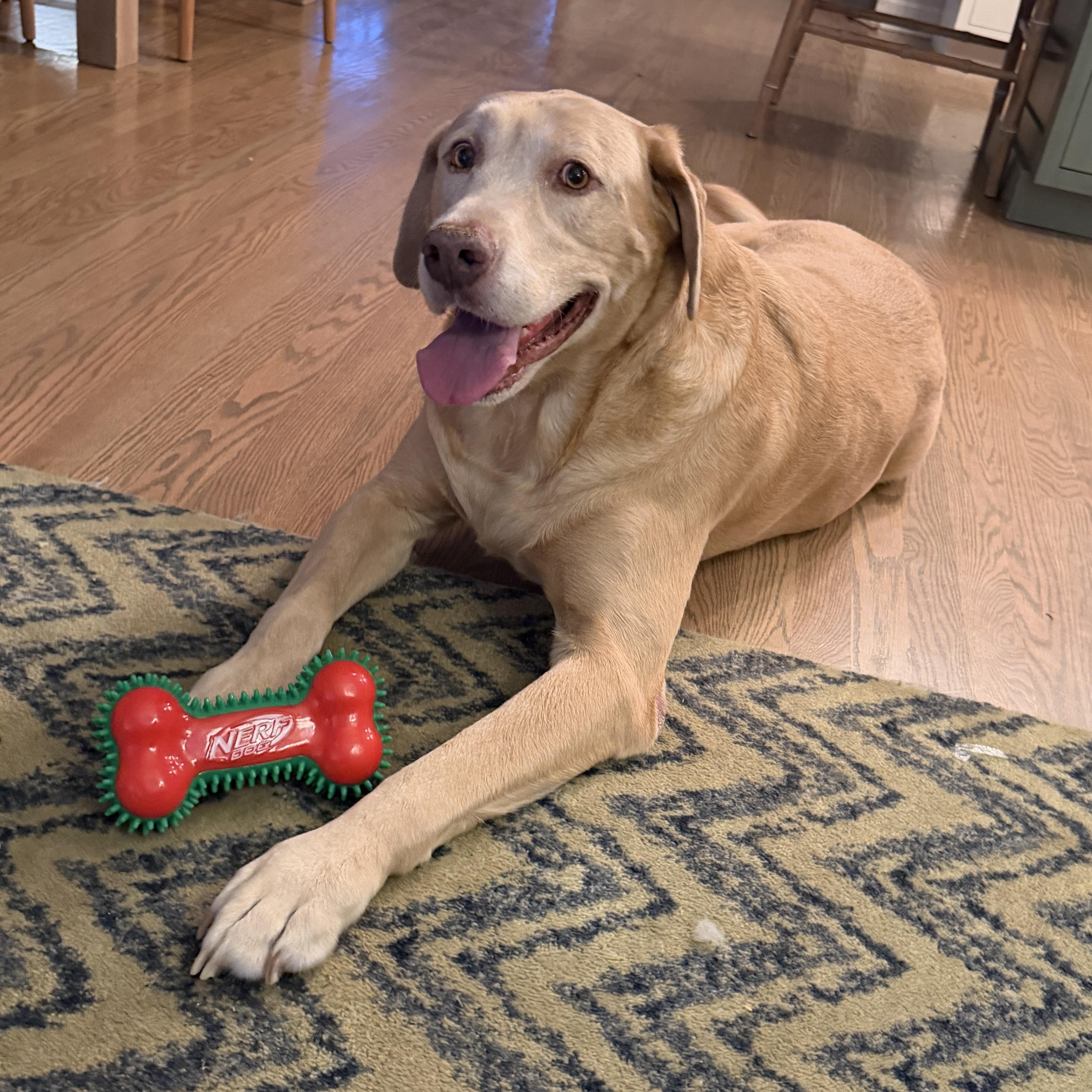Enlarge Dozer, a ADOPTABLE Labrador Retriever in Chatham, NJ image 2/6