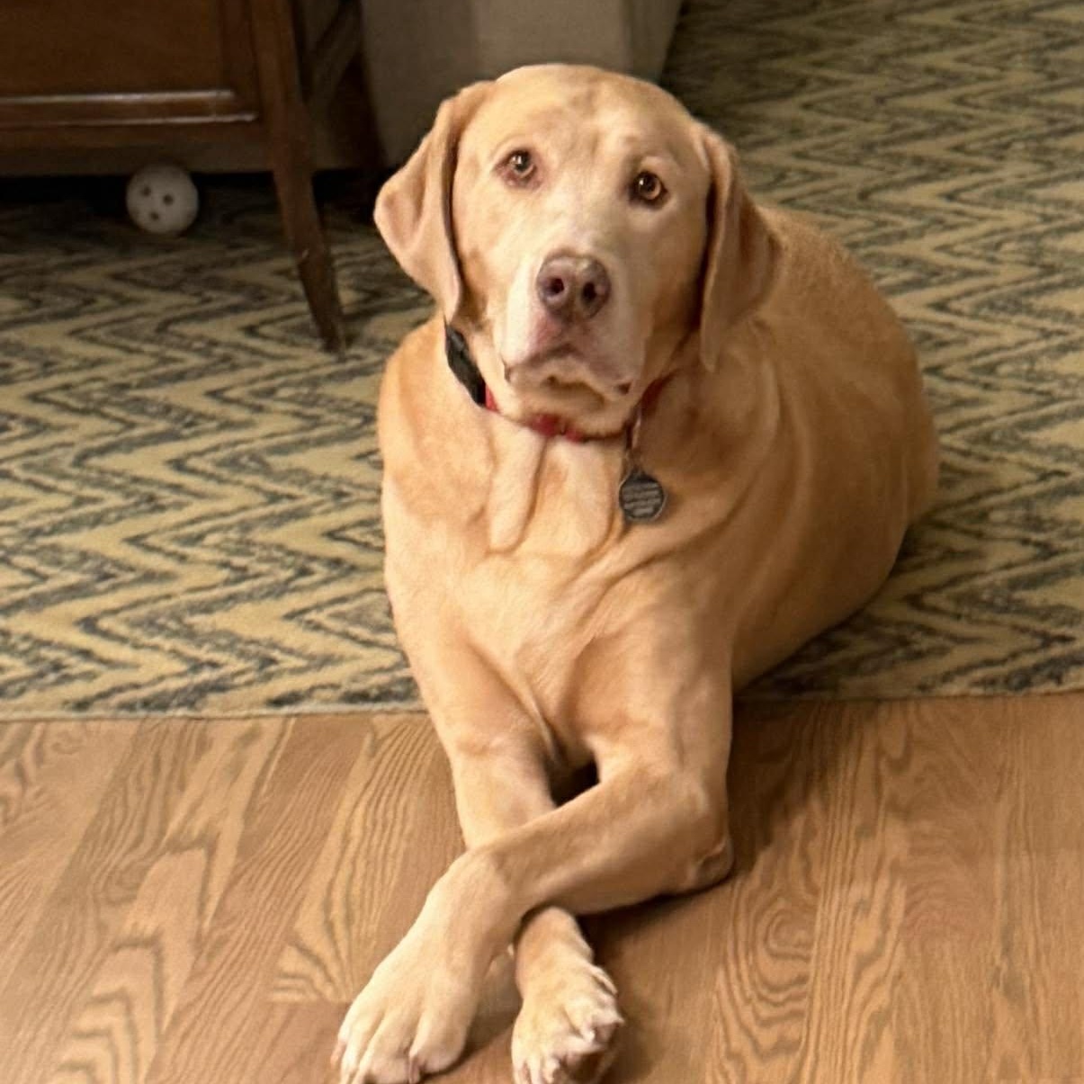 Enlarge Dozer, a ADOPTABLE Labrador Retriever in Chatham, NJ image 6/6