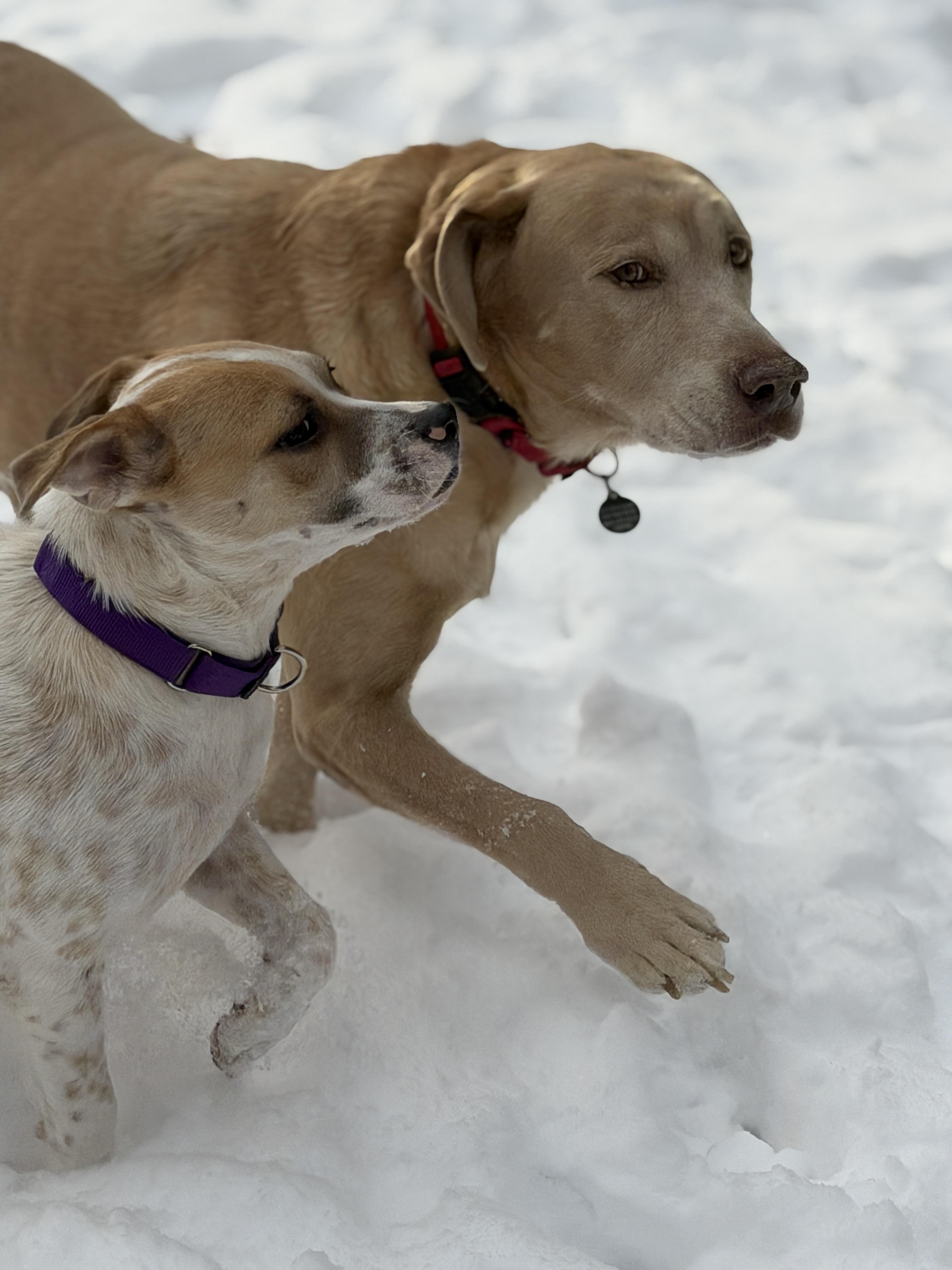 Enlarge Dozer, a ADOPTABLE Labrador Retriever in Chatham, NJ image 5/6