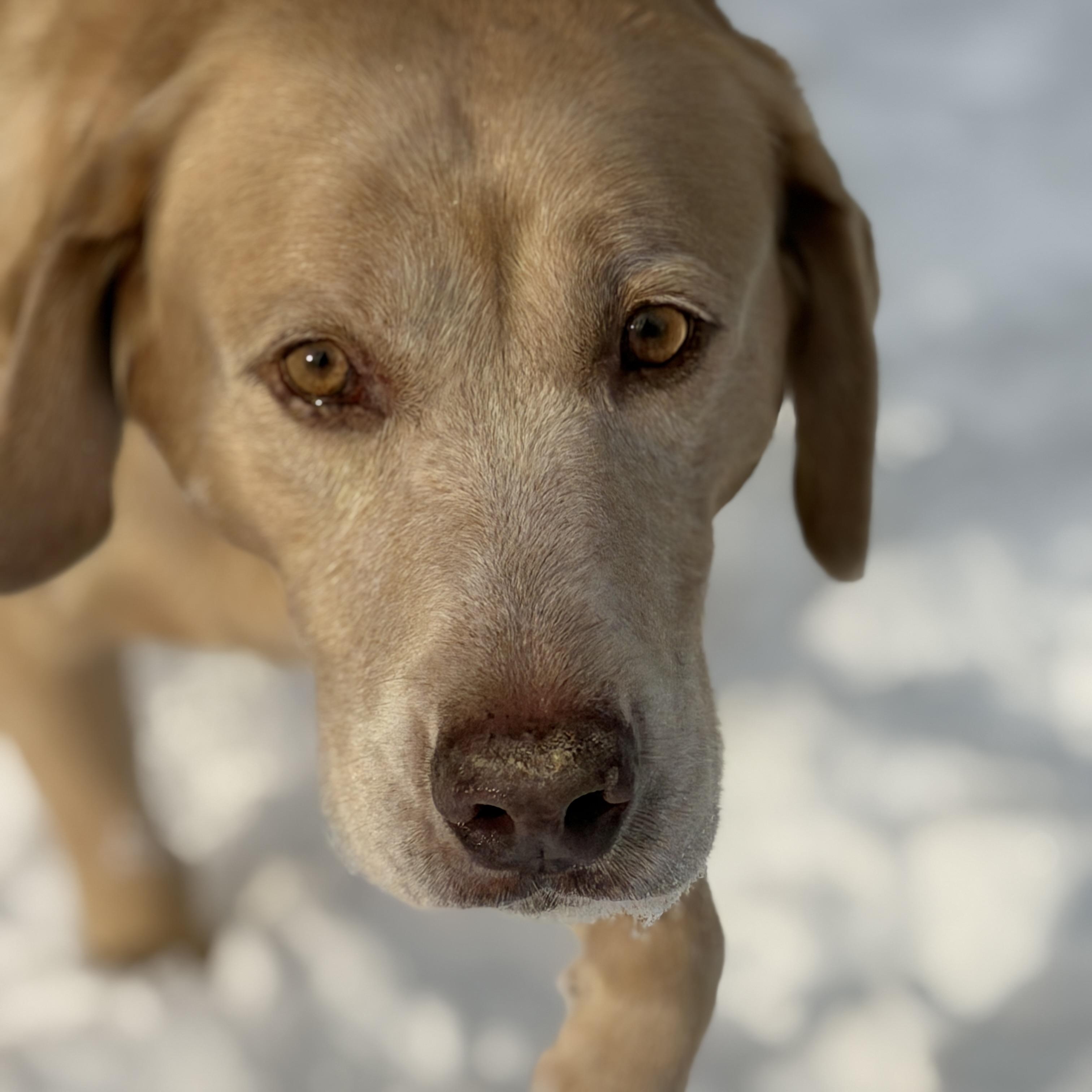 Enlarge Dozer, a ADOPTABLE Labrador Retriever in Chatham, NJ image 3/6