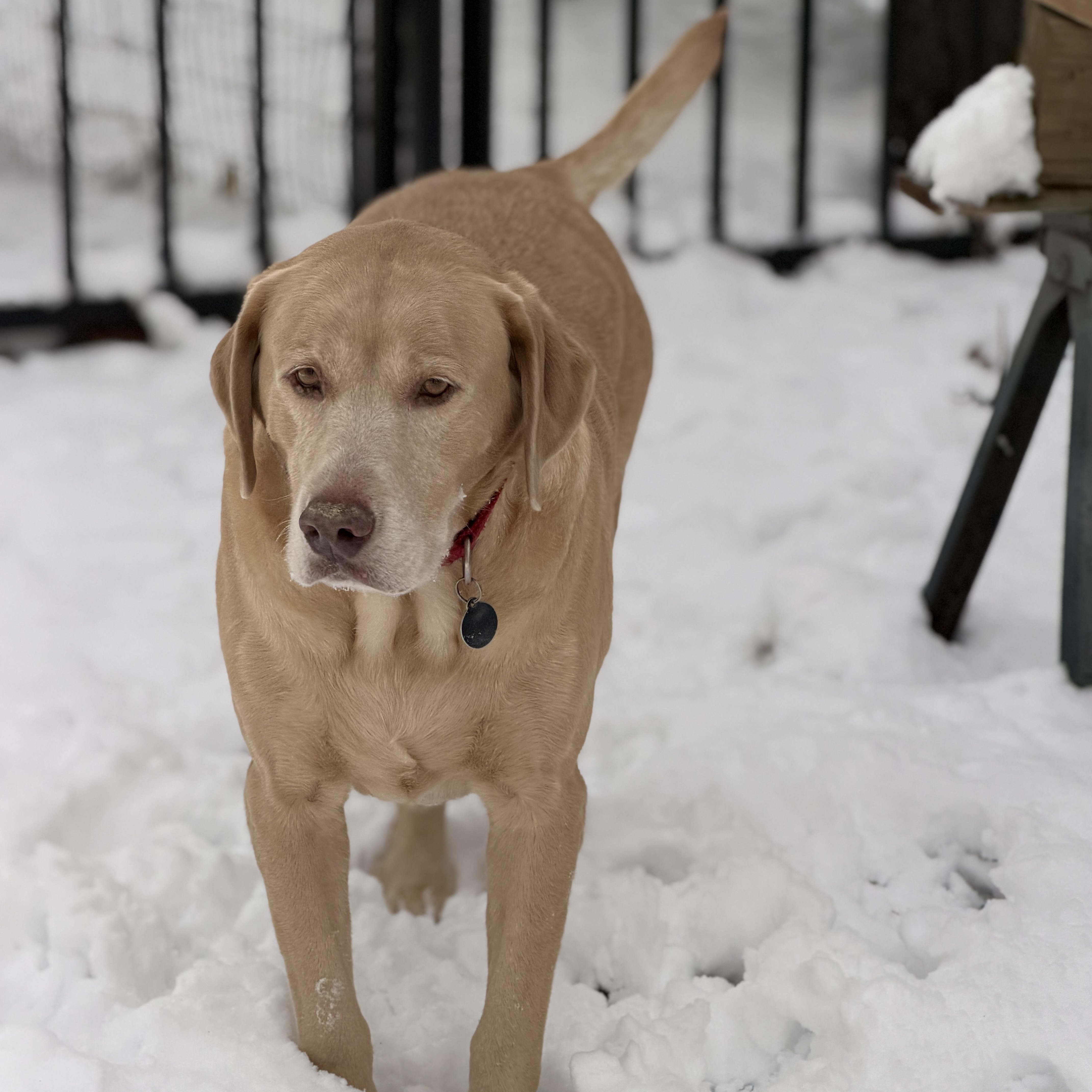 Dozer, ADOPTABLE, Adult Male Labrador Retriever.