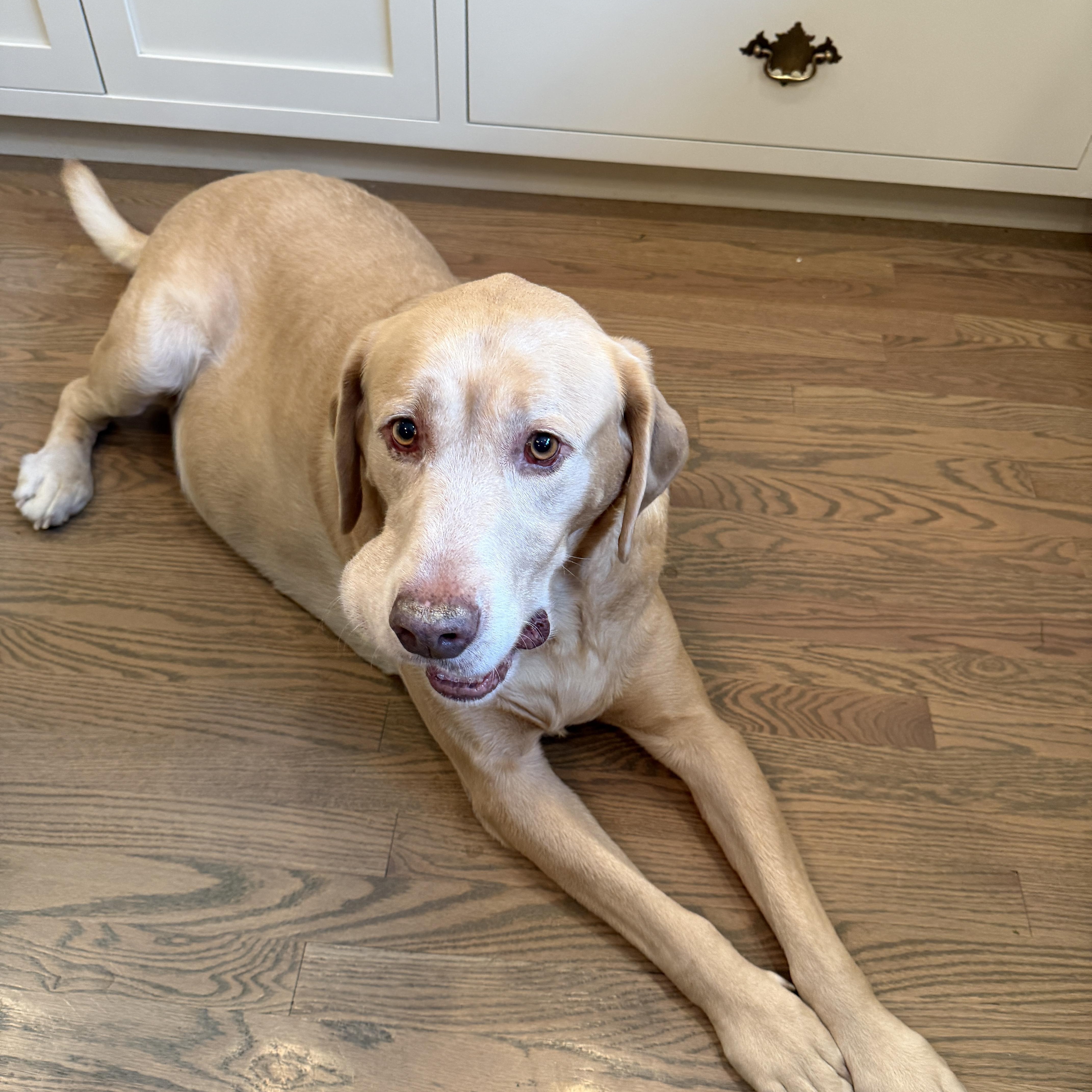 Enlarge Dozer, a ADOPTABLE Labrador Retriever in Chatham, NJ image 4/6