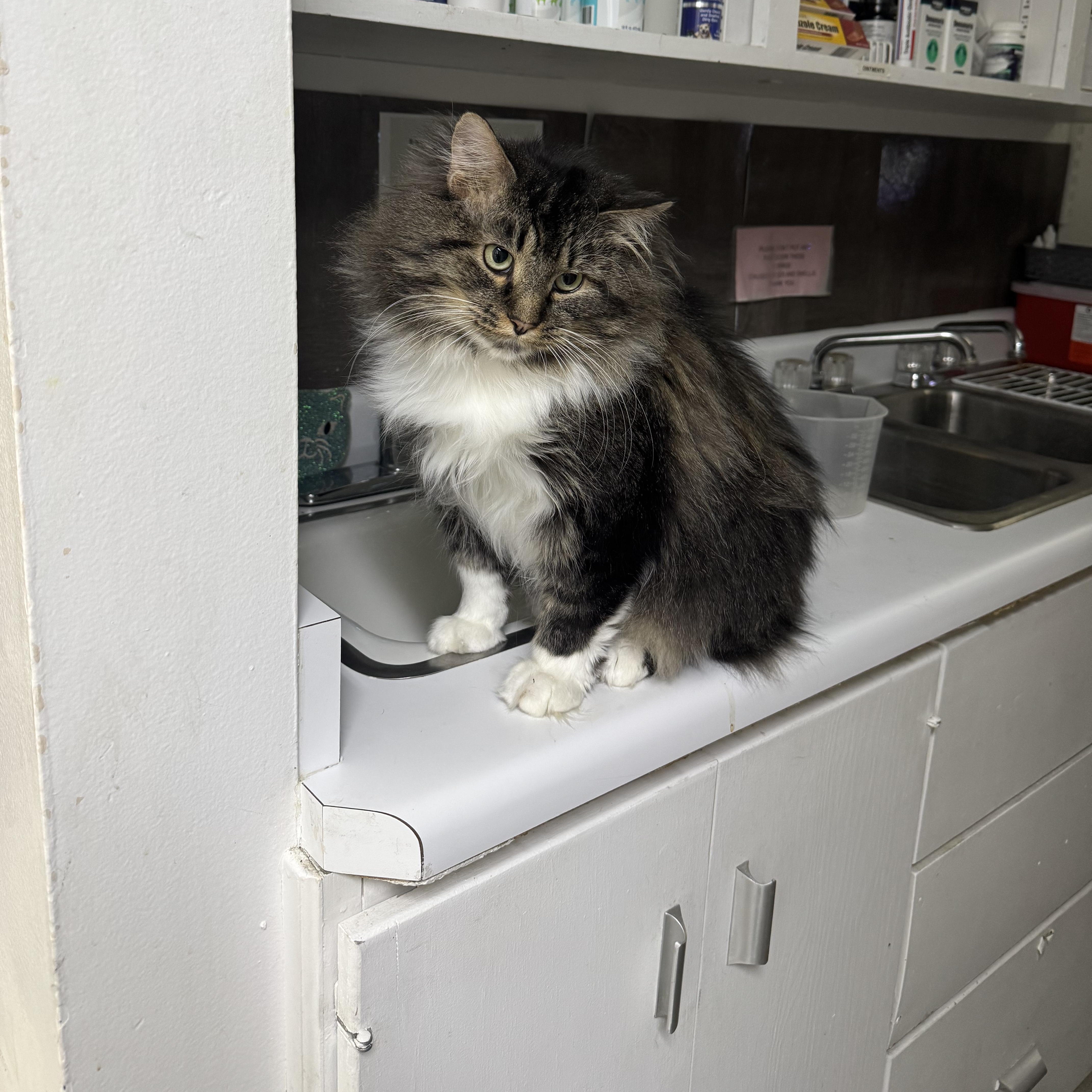 Enlarge Gonzo, a Adoptable mixed breed in Midvale, UT image 3/6