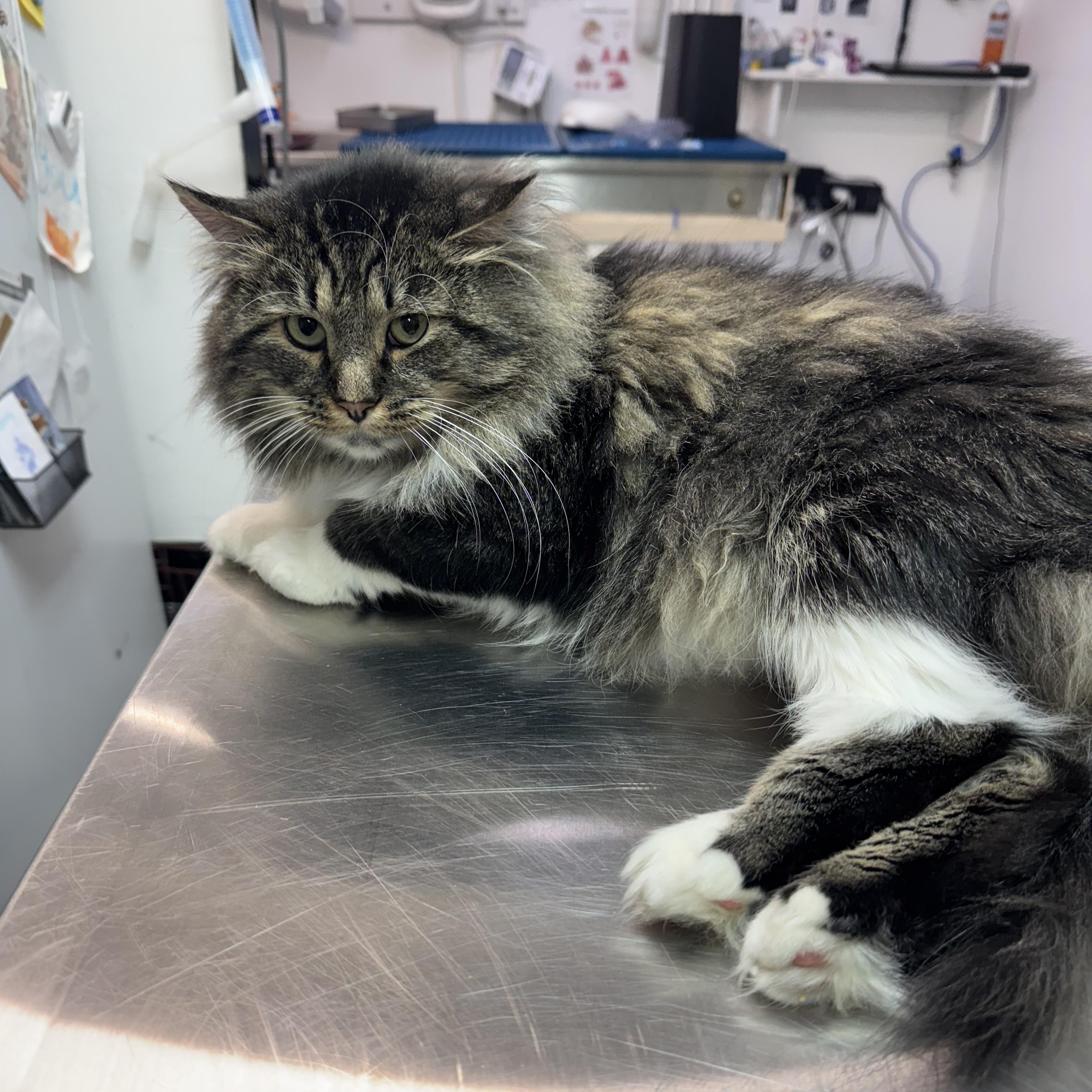 Enlarge Gonzo, a Adoptable mixed breed in Midvale, UT image 2/6