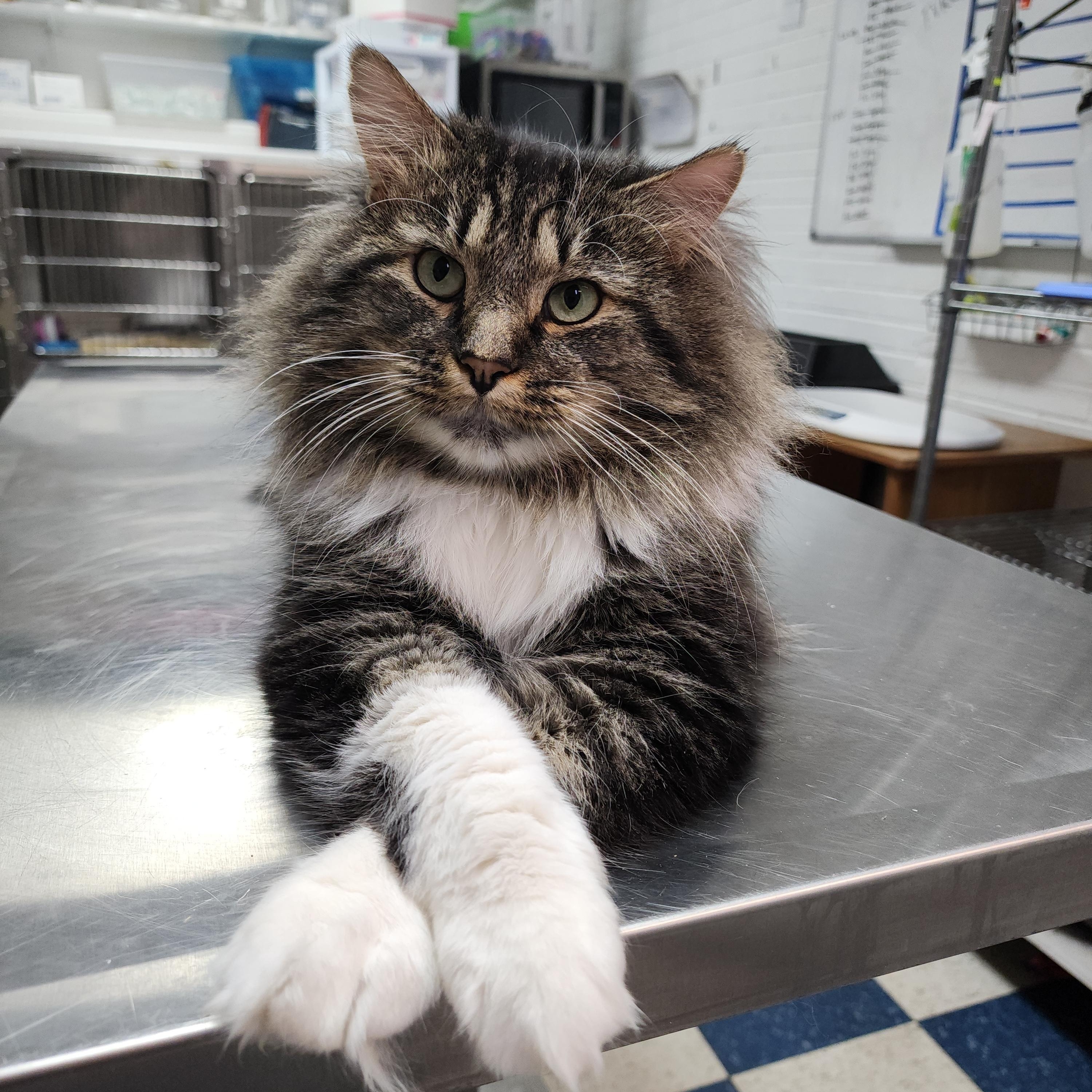 Gonzo, Adoptable, Adult Male Tabby & Domestic Long Hair.