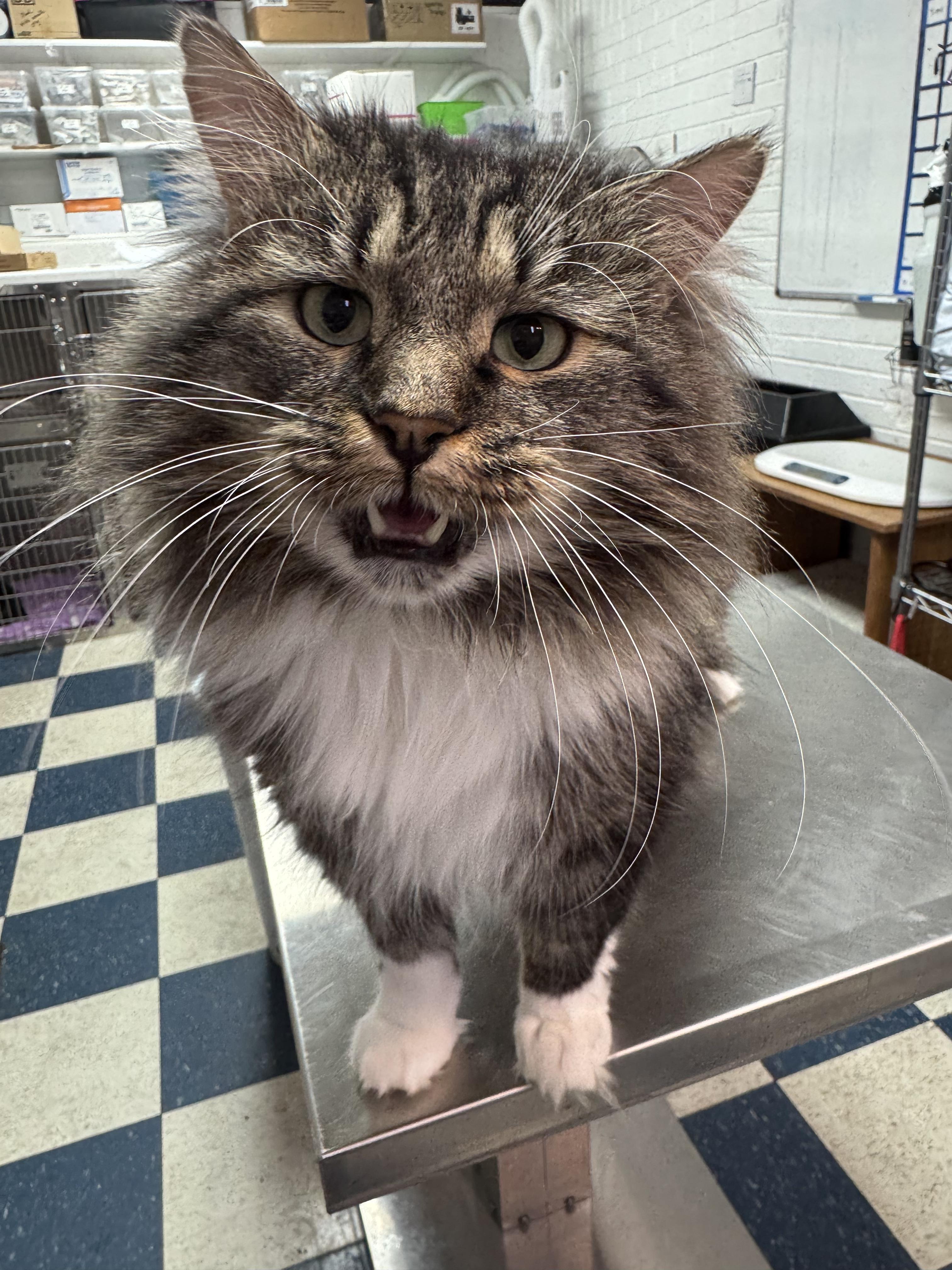 Enlarge Gonzo, a Adoptable mixed breed in Midvale, UT image 5/6