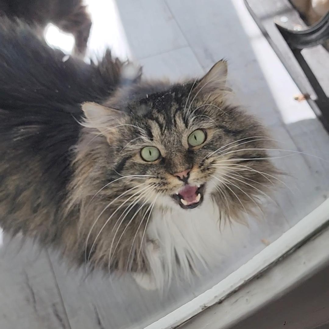 Enlarge Gonzo, a Adoptable mixed breed in Midvale, UT image 4/6