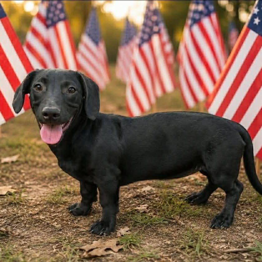 Dru, Adoptable, Puppy Male Dachshund & Mixed Breed.