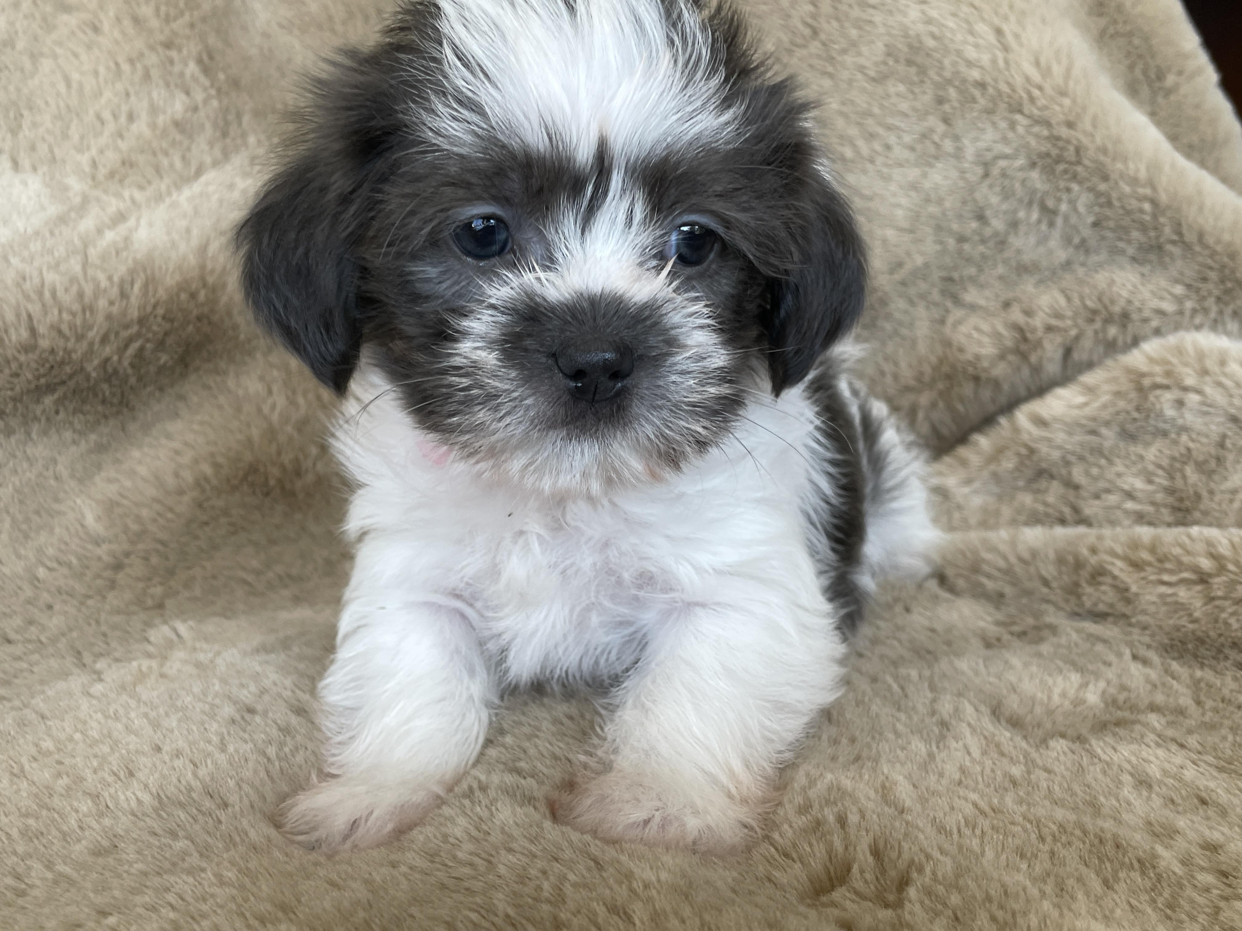 Enlarge Pinch Pudding, a Adoption Pending Shih Tzu in Andover, MA image 5/6