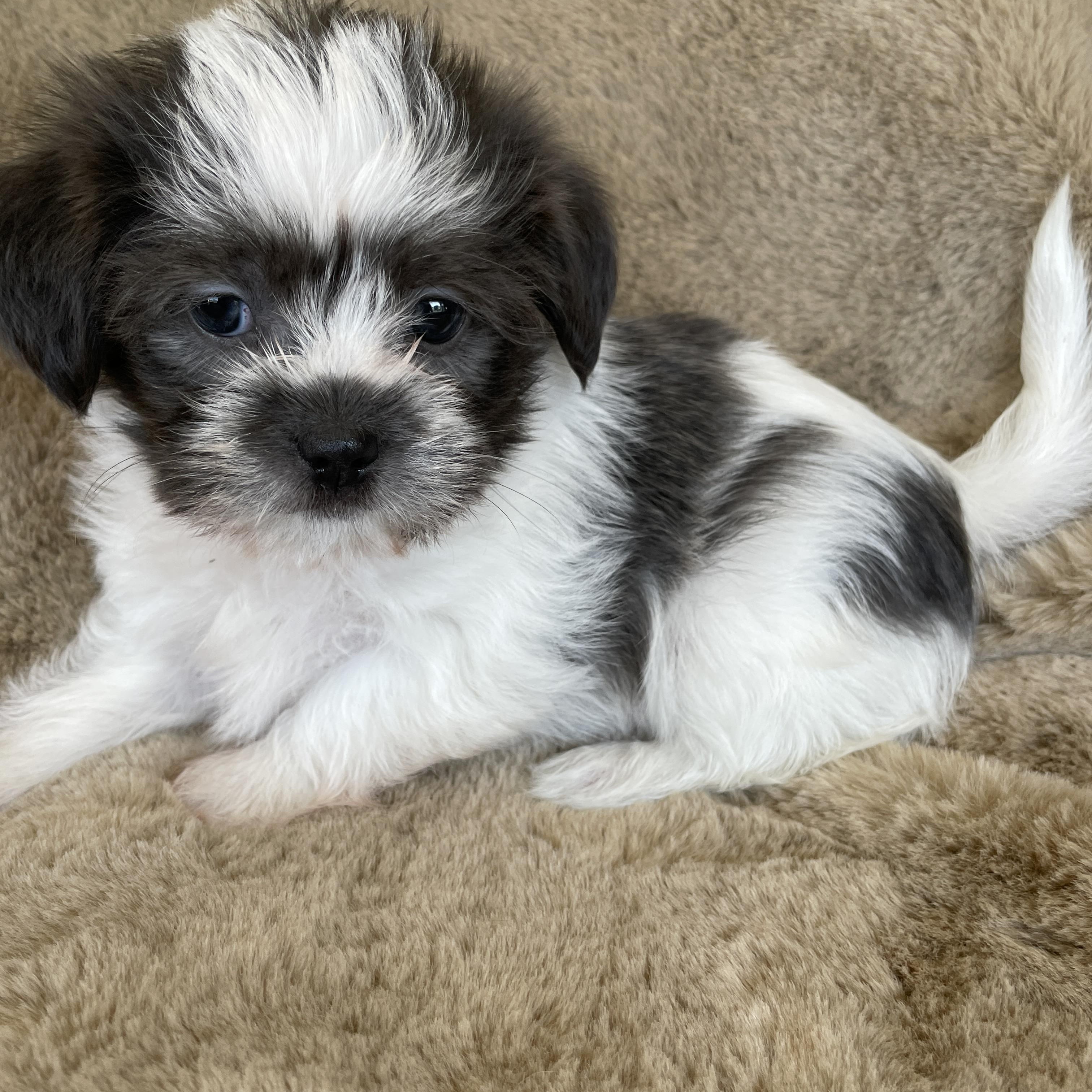 Enlarge Pinch Pudding, a Adoption Pending Shih Tzu in Andover, MA image 3/6