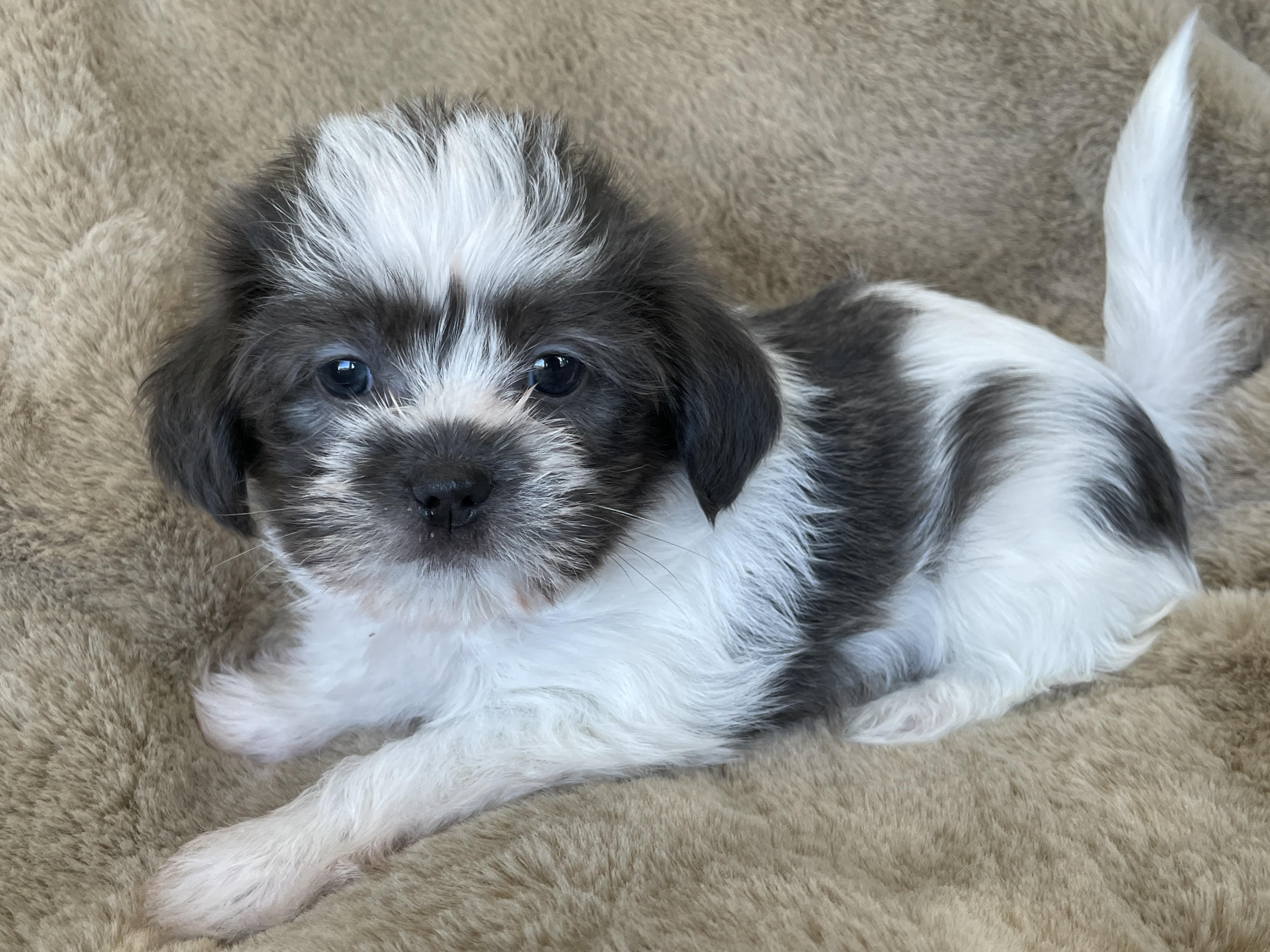 Enlarge Pinch Pudding, a Adoption Pending Shih Tzu in Andover, MA image 4/6