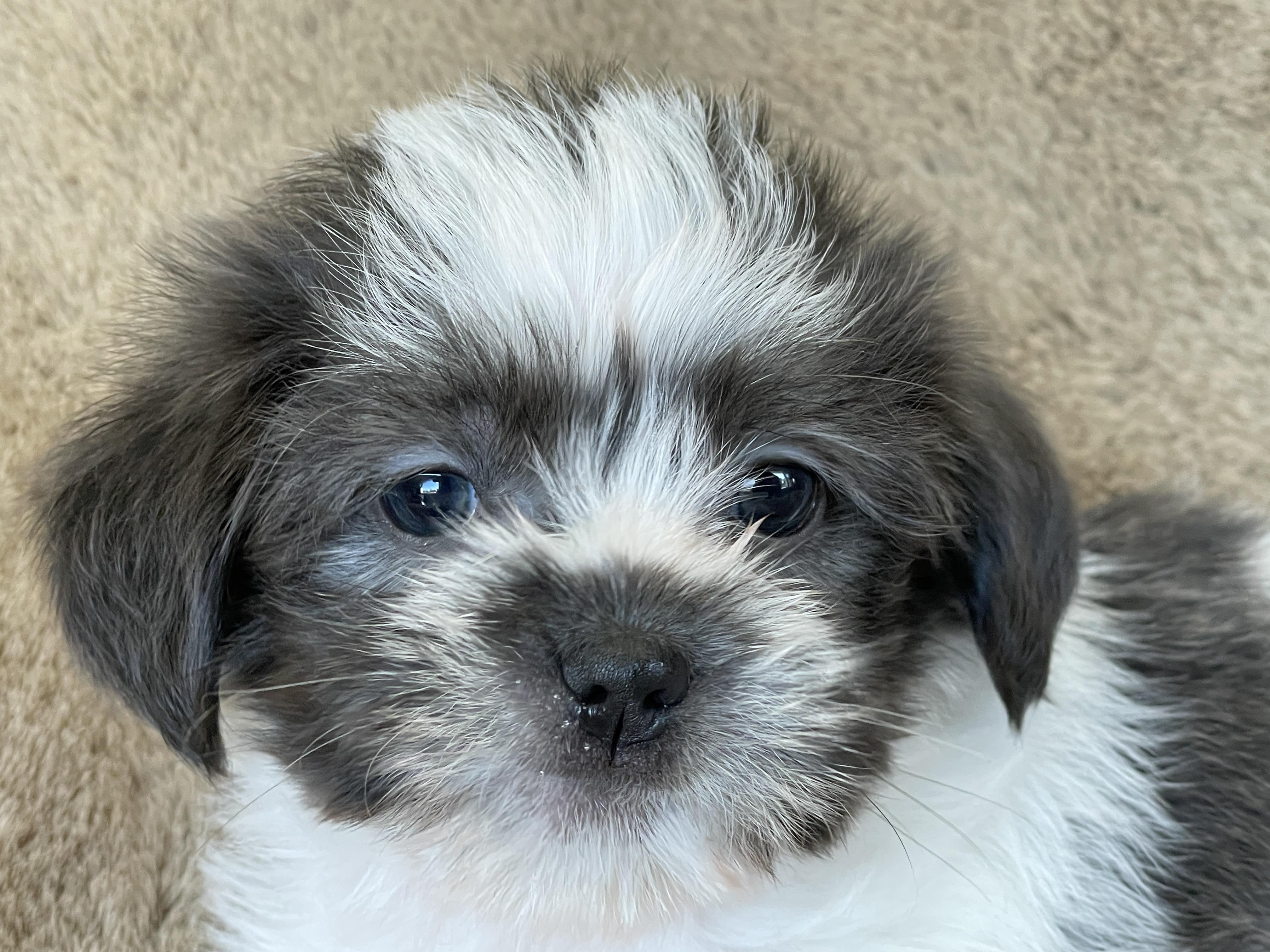 Enlarge Pinch Pudding, a Adoption Pending Shih Tzu in Andover, MA image 1/6