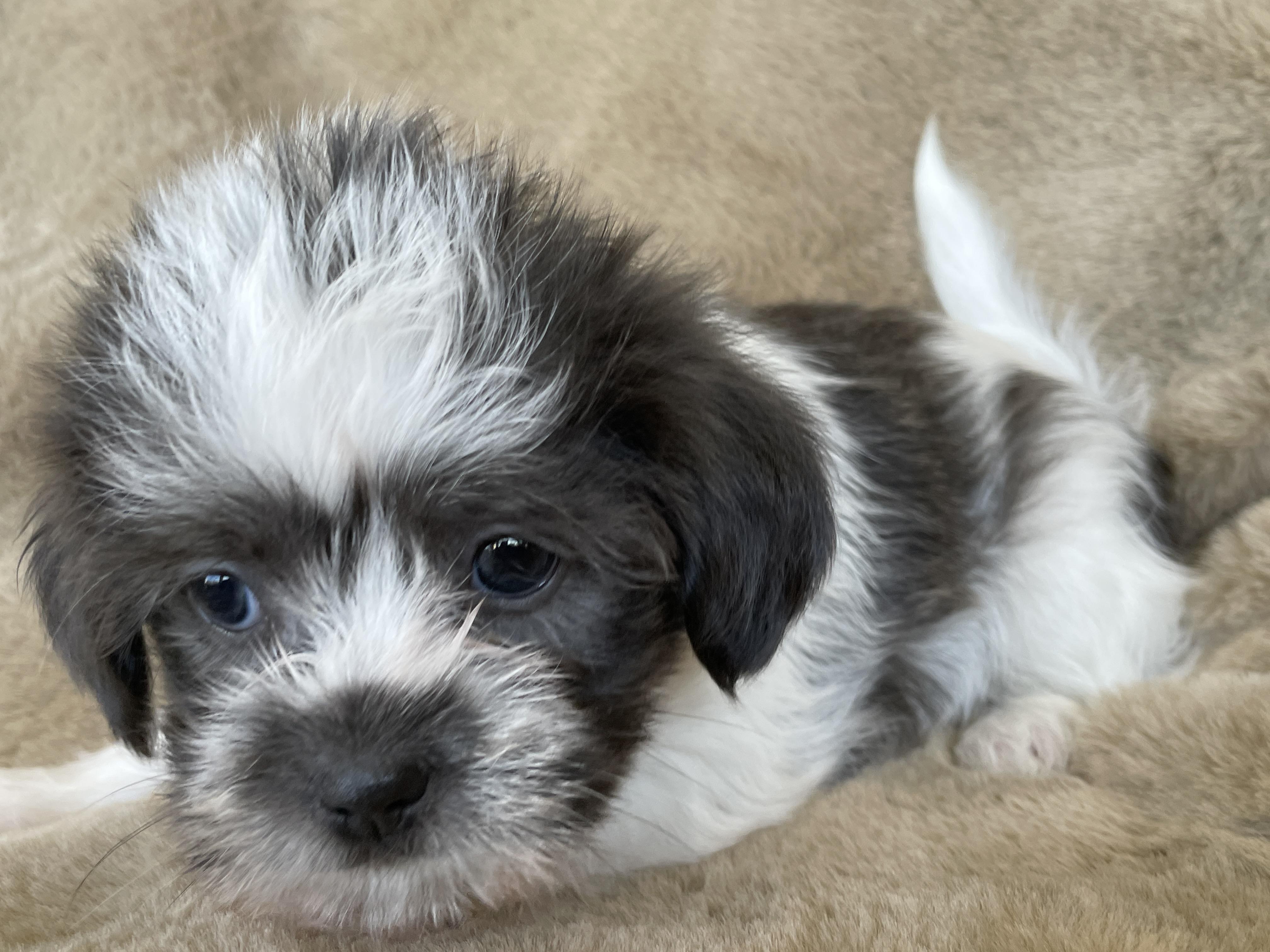 Enlarge Pinch Pudding, a Adoption Pending Shih Tzu in Andover, MA image 6/6