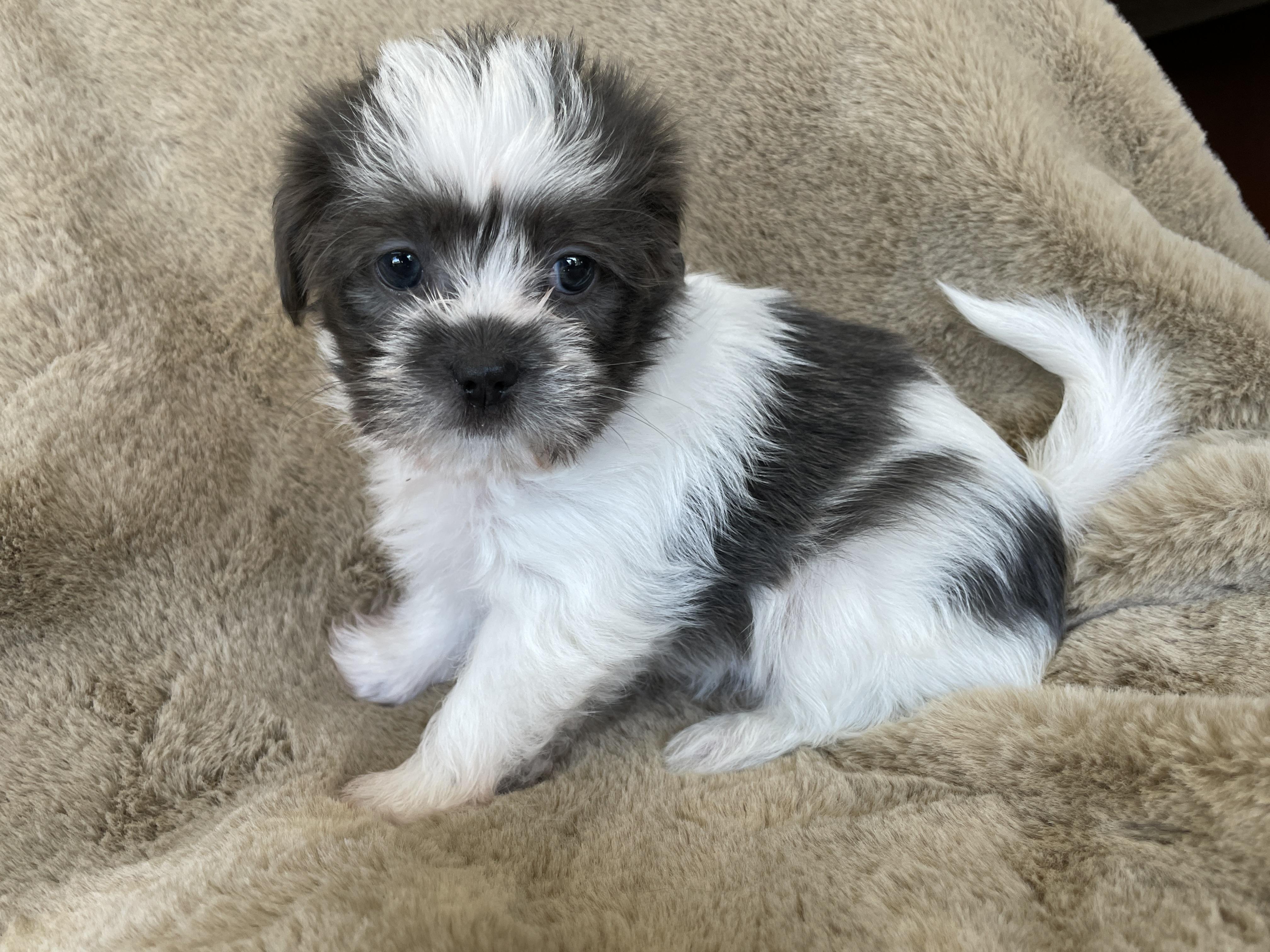 Enlarge Pinch Pudding, a Adoption Pending Shih Tzu in Andover, MA image 2/6