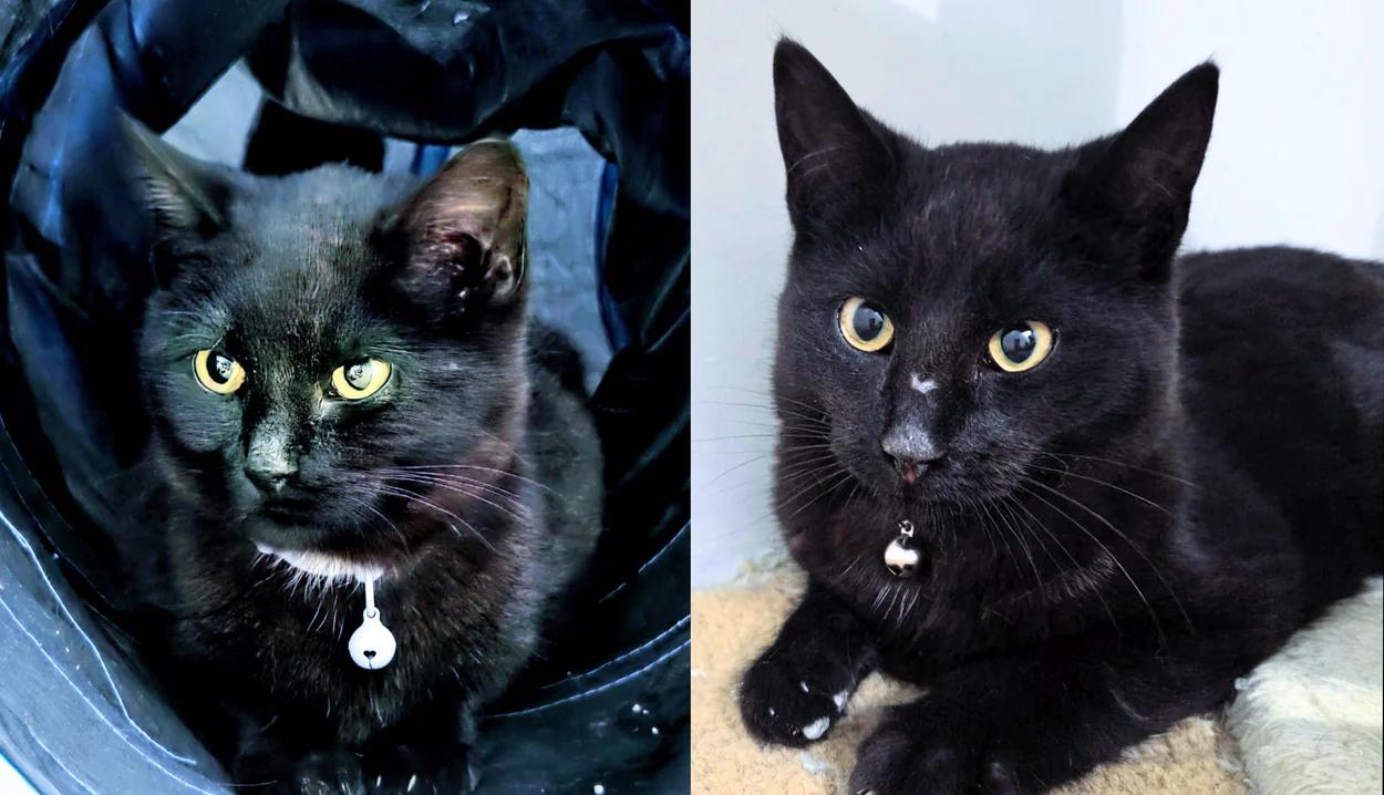 Danny and Sandy, ADOPTABLE, Young Female Domestic Short Hair.
