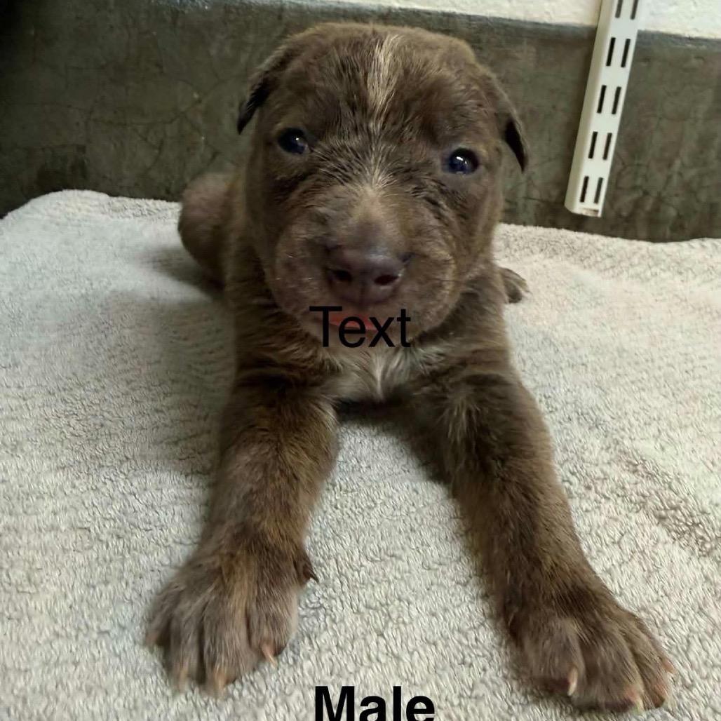 Mack, Adoptable, Puppy Male Mixed Breed.