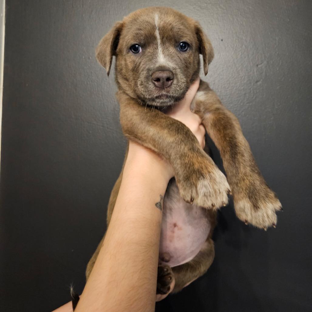 Mack, a Adoptable Mixed Breed in Mocksville, NC image 4/4