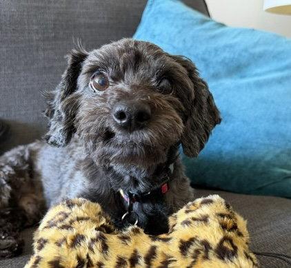 Charlie, Adoptable, Senior Male Poodle.