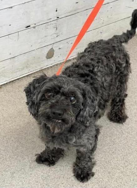 Enlarge Charlie, a Adoptable Poodle in Seattle, WA image 2/3