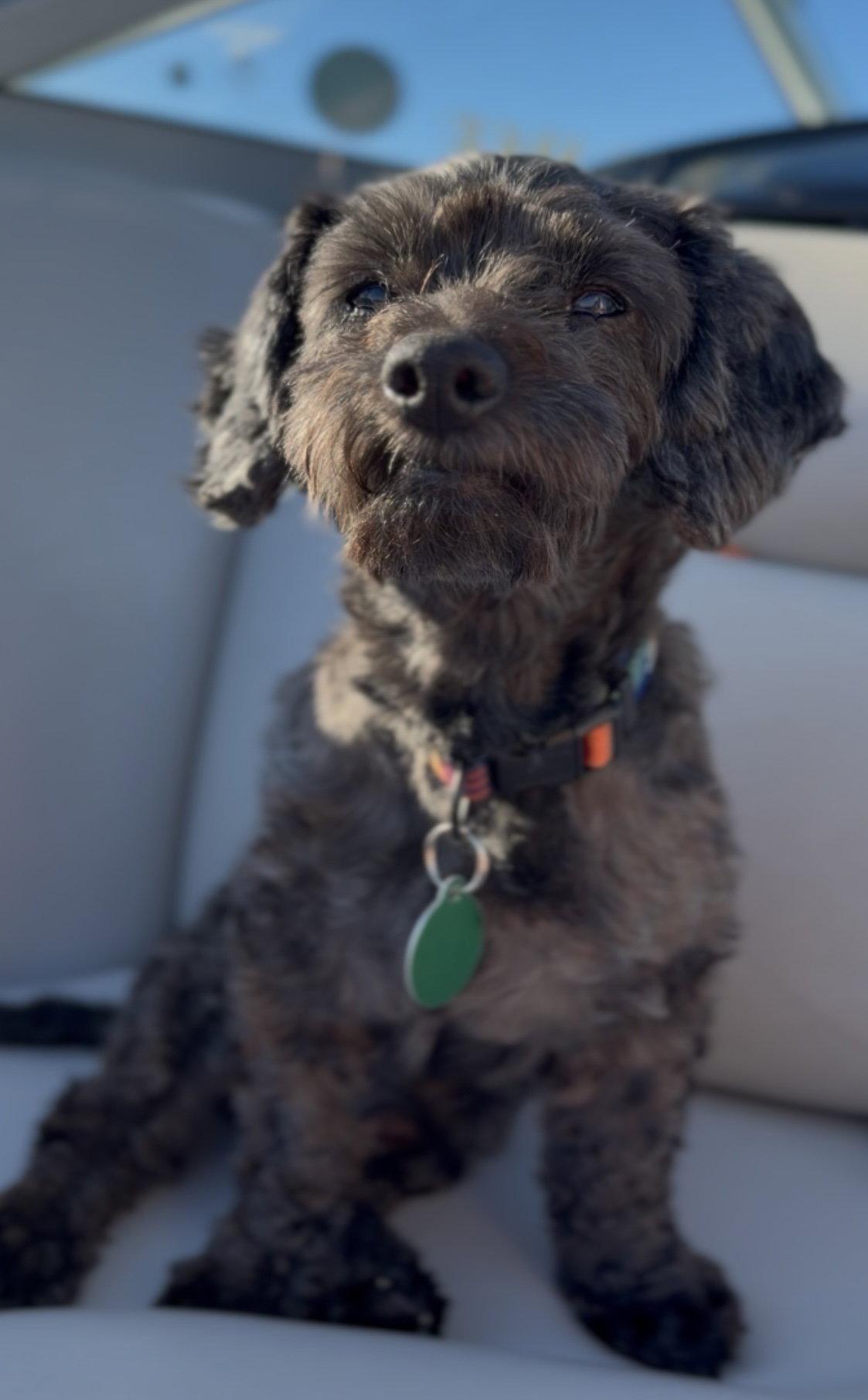Enlarge Charlie, a Adoptable Poodle in Seattle, WA image 3/3