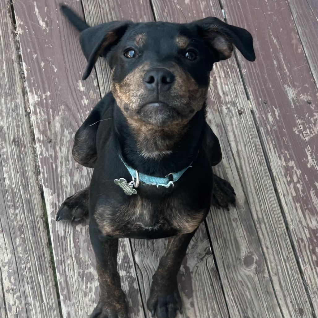 Snoops, Adoptable, Puppy Male Plott Hound & Mixed Breed.