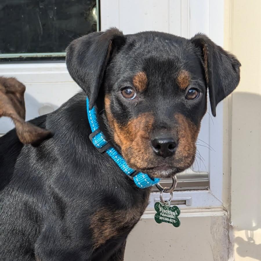 Snoops, Adoptable, Puppy Male Plott Hound.