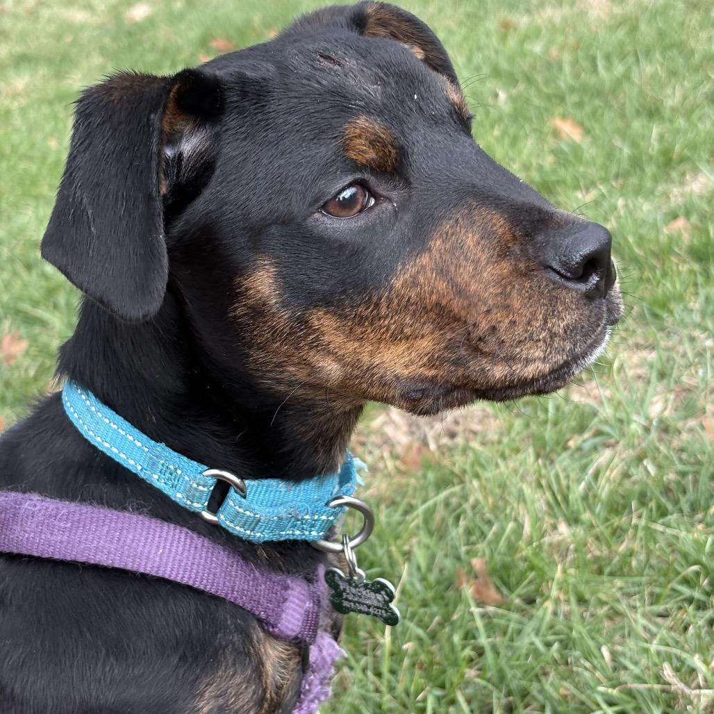 Enlarge Snoops, a Adoptable mixed breed in Silver Spring, MD image 2/5