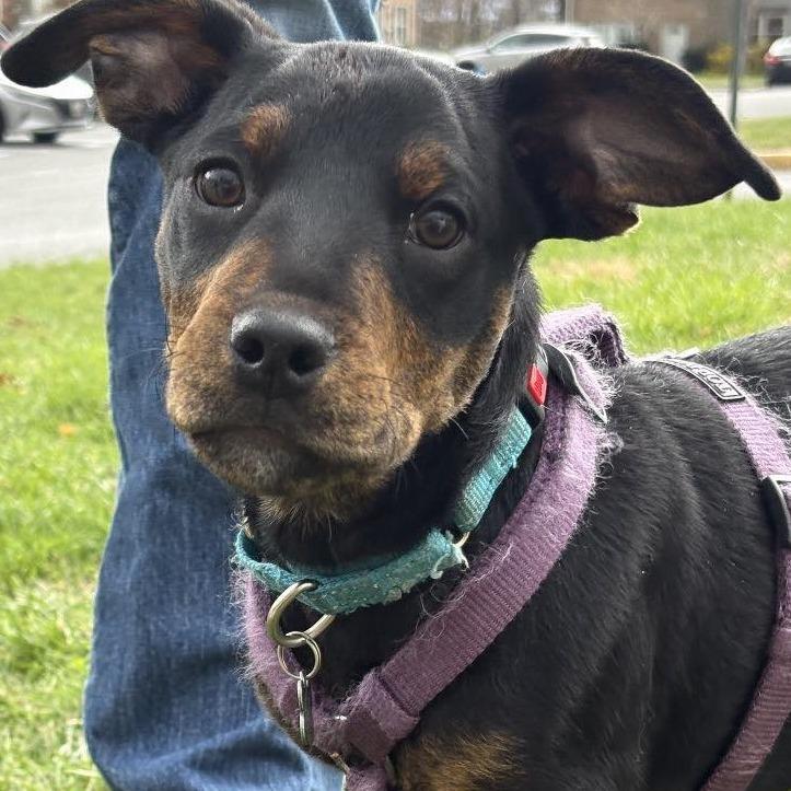 Enlarge Snoops, a Adoptable mixed breed in Silver Spring, MD image 3/5