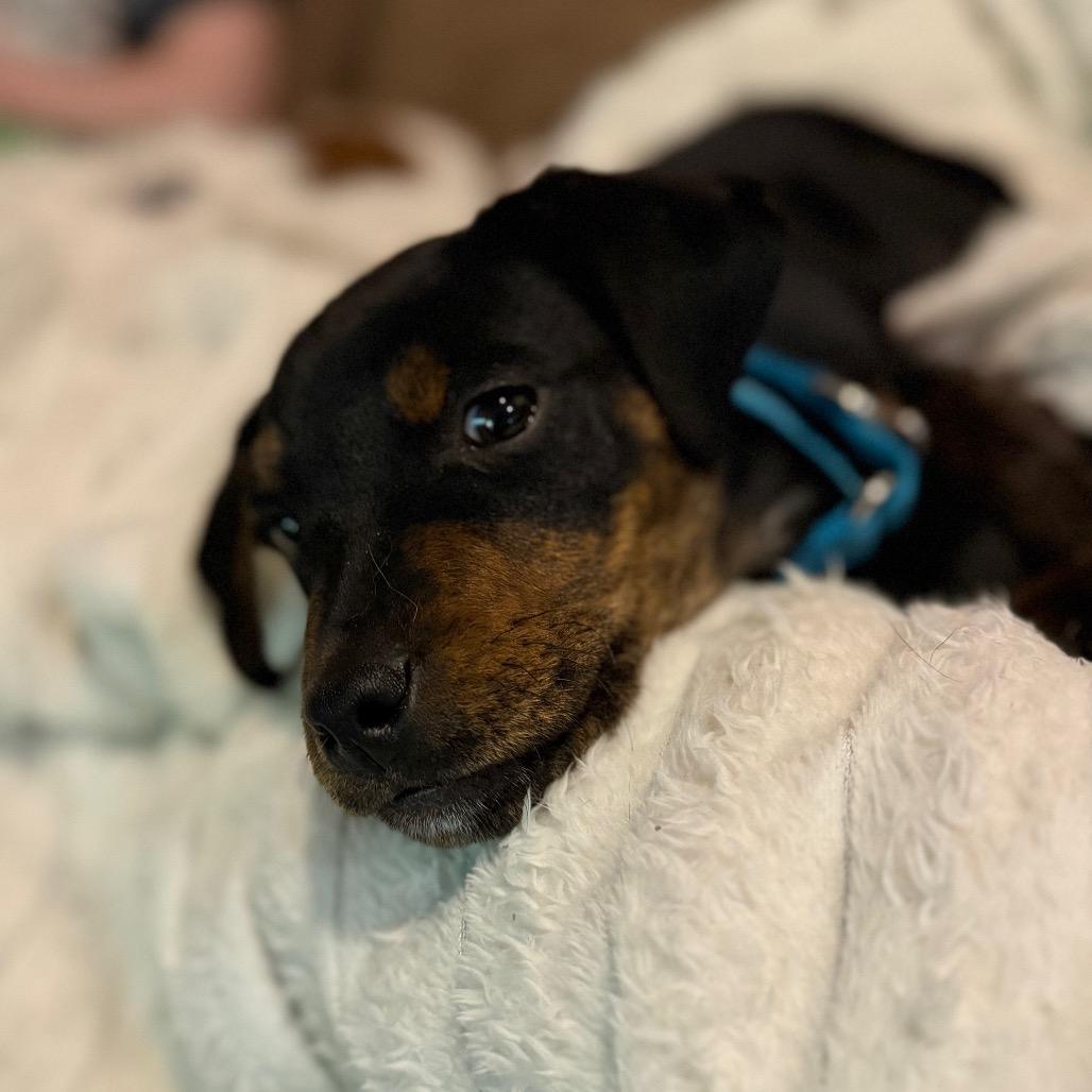 Enlarge Snoops, a Adoptable mixed breed in Silver Spring, MD image 2/4