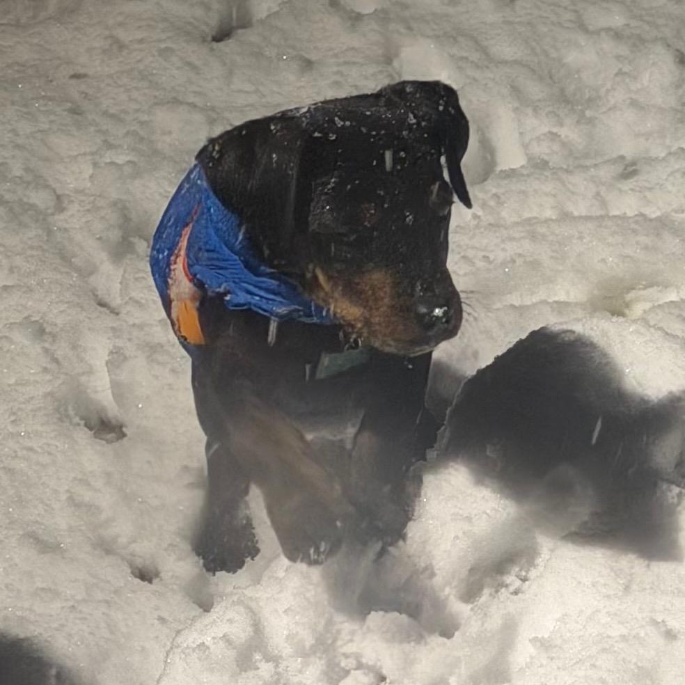Enlarge Snoops, a Adoptable Plott Hound in Silver Spring, MD image 3/6