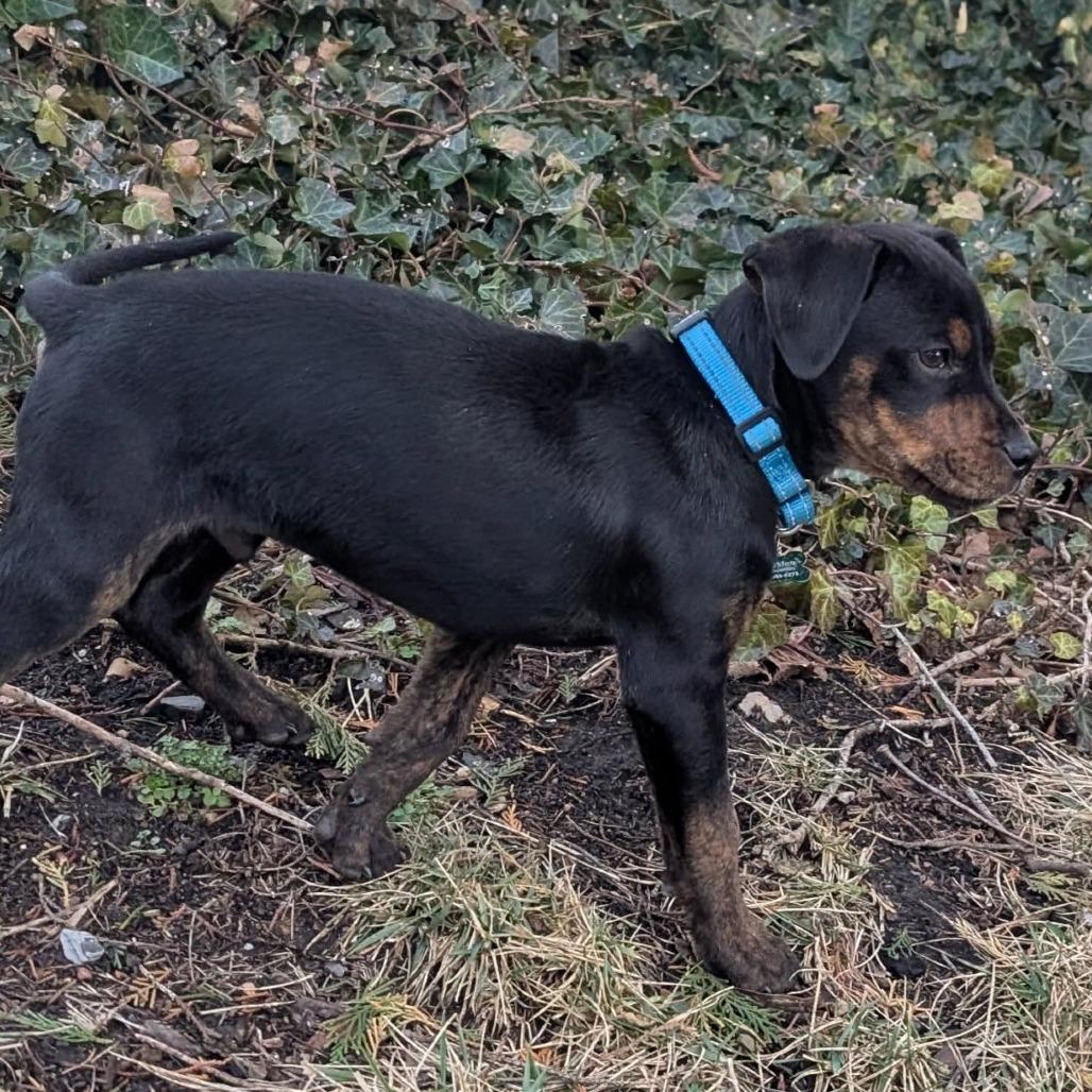 Enlarge Snoops, a Adoptable Plott Hound in Silver Spring, MD image 4/6