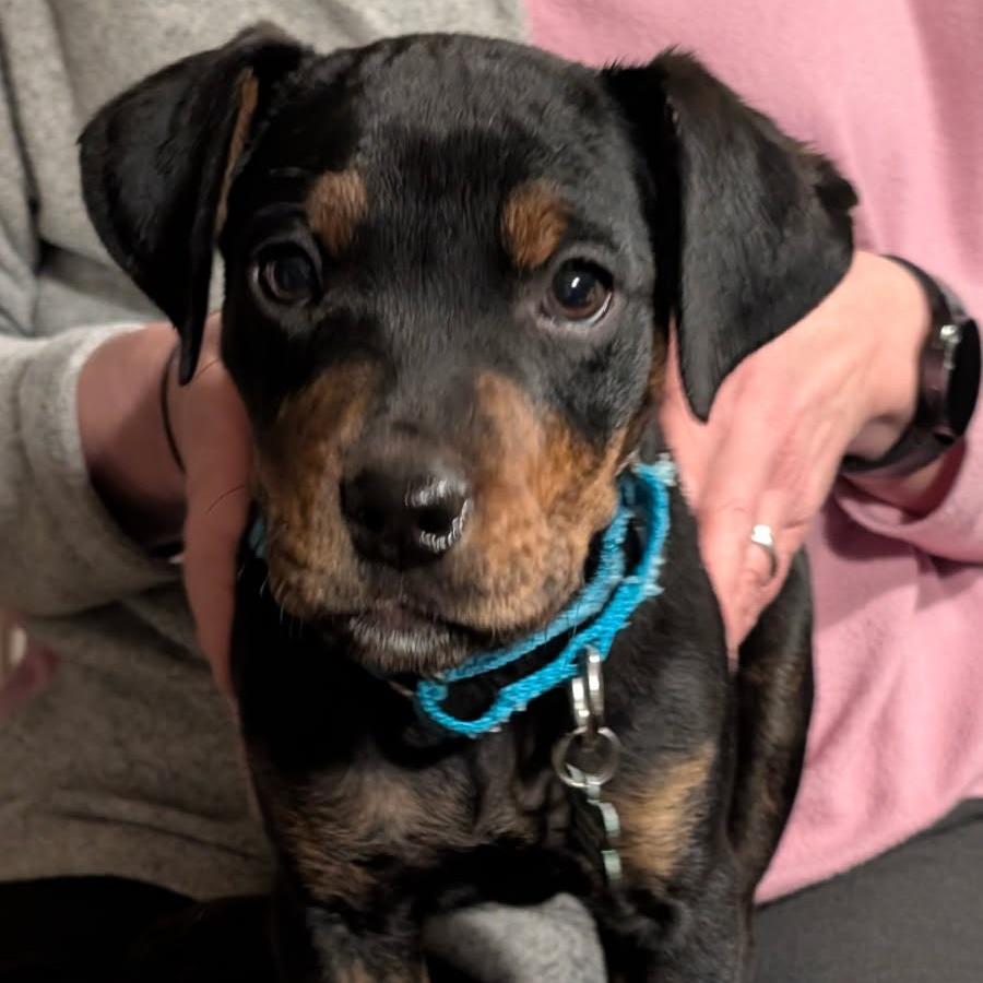 Enlarge Snoops, a Adoptable Plott Hound in Silver Spring, MD image 5/6