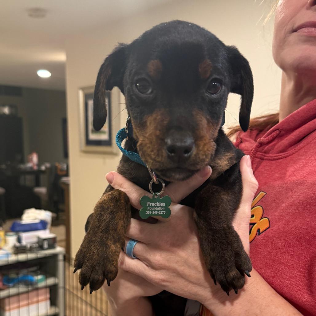 Enlarge Snoops, a Adoptable Plott Hound in Silver Spring, MD image 6/6