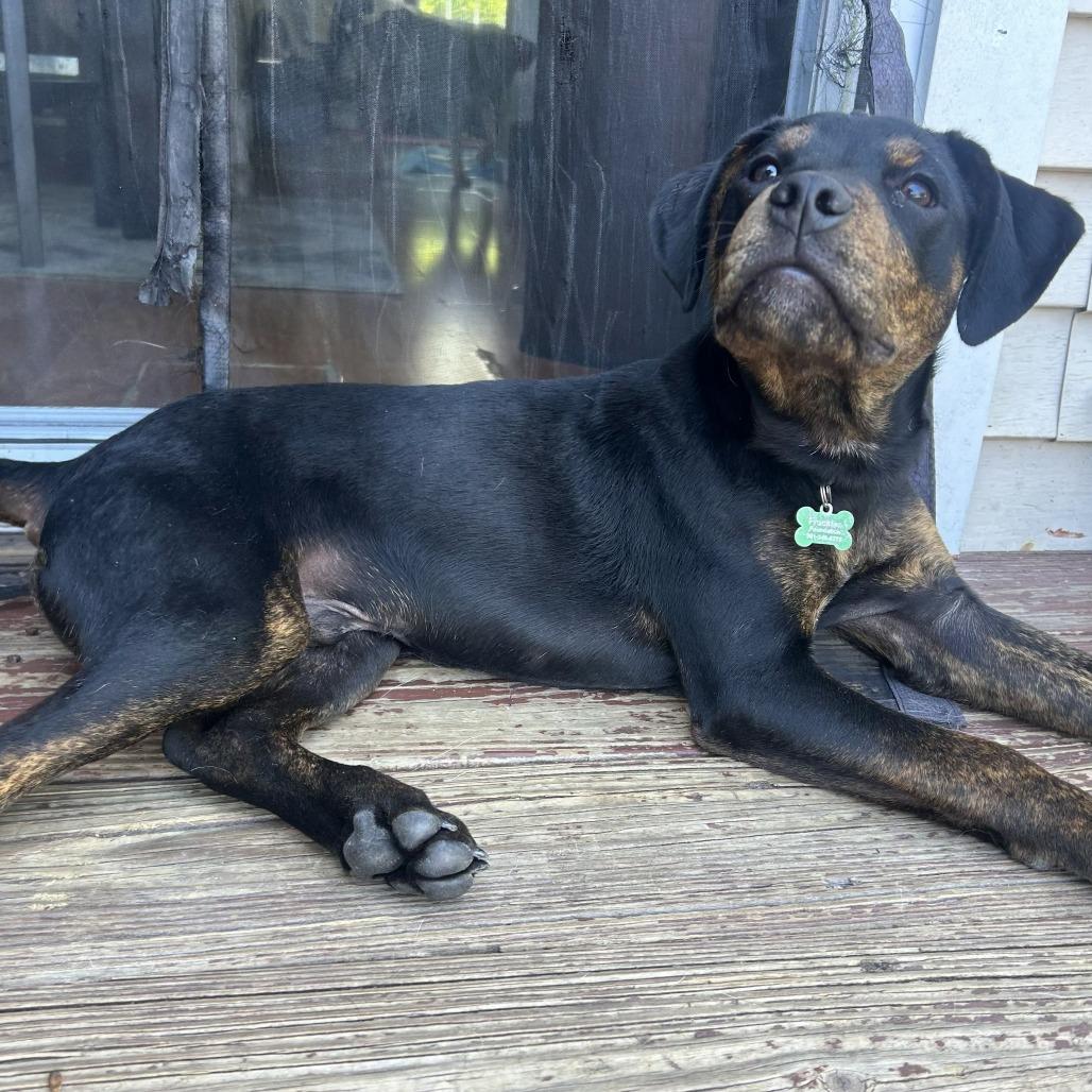 Enlarge Snoops, a Adoptable mixed breed in Silver Spring, MD image 5/5