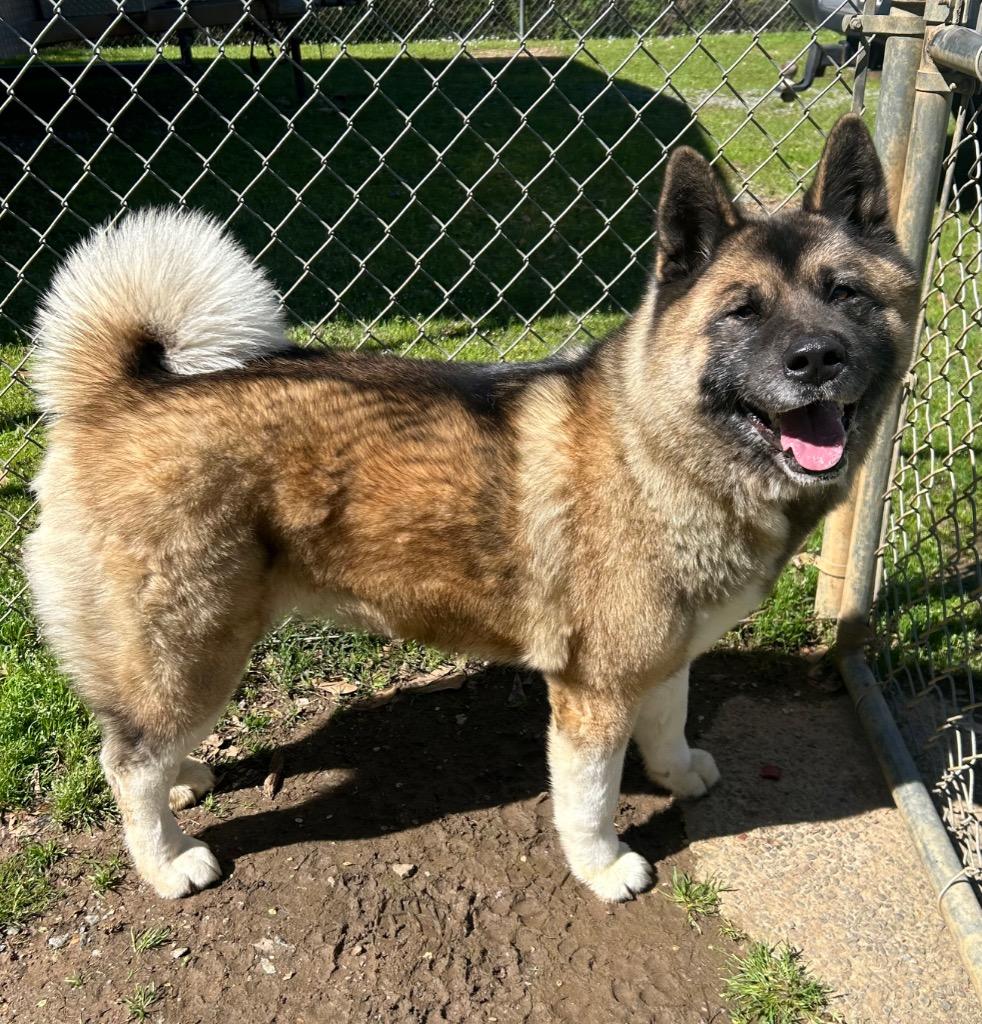 Enlarge Aiko, a Adoptable Akita in Benton, AR image 1/2