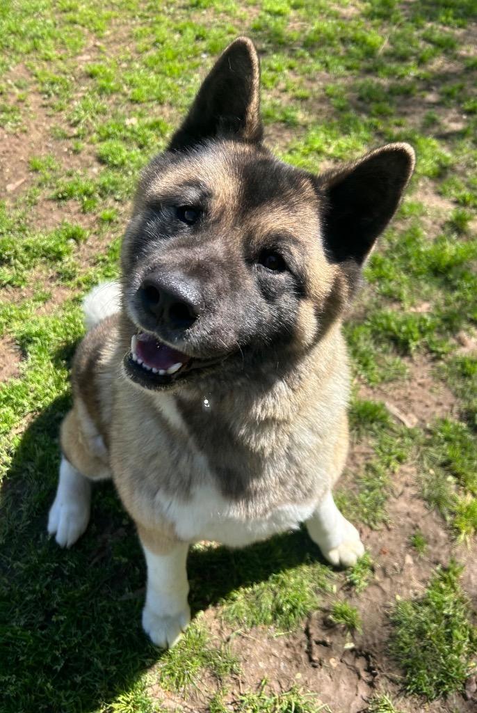Enlarge Aiko, a Adoptable Akita in Benton, AR image 2/2