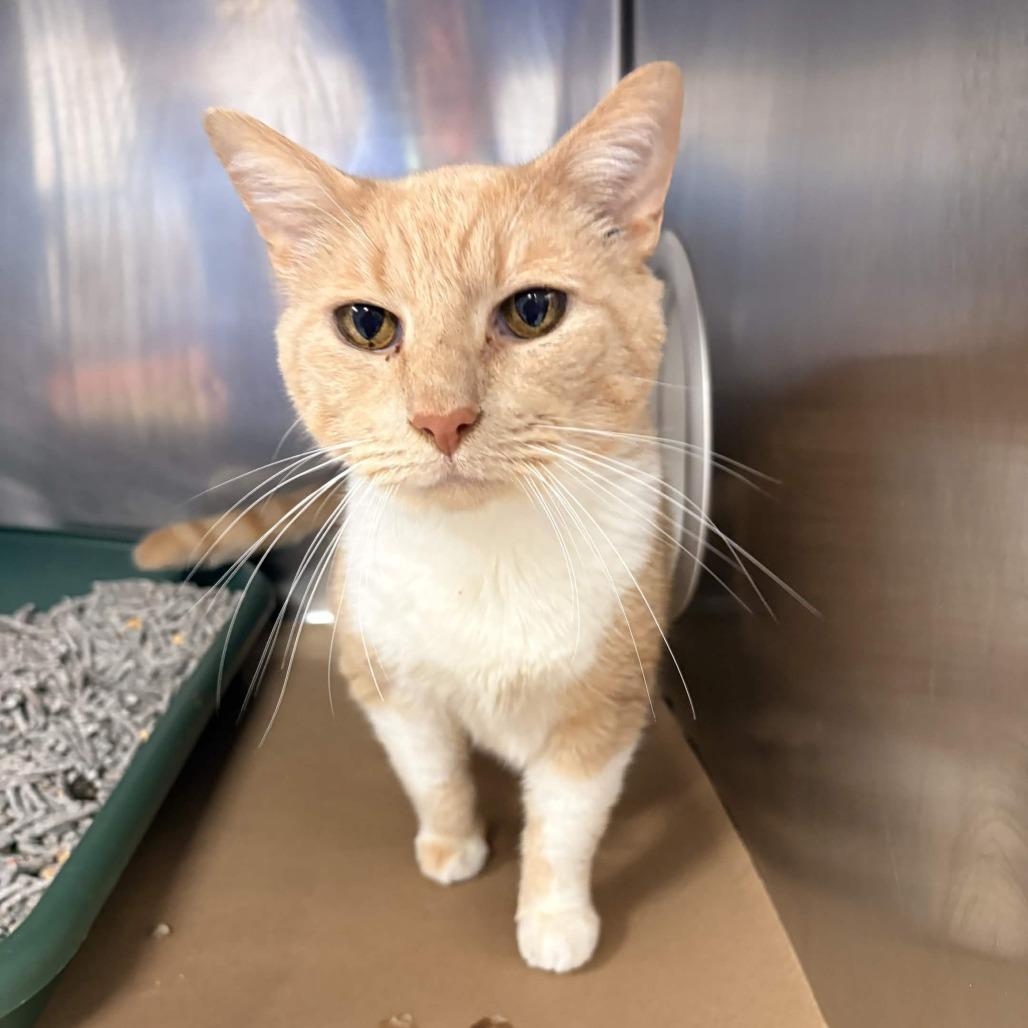 Whitey, Adoptable, Senior Male Domestic Short Hair.