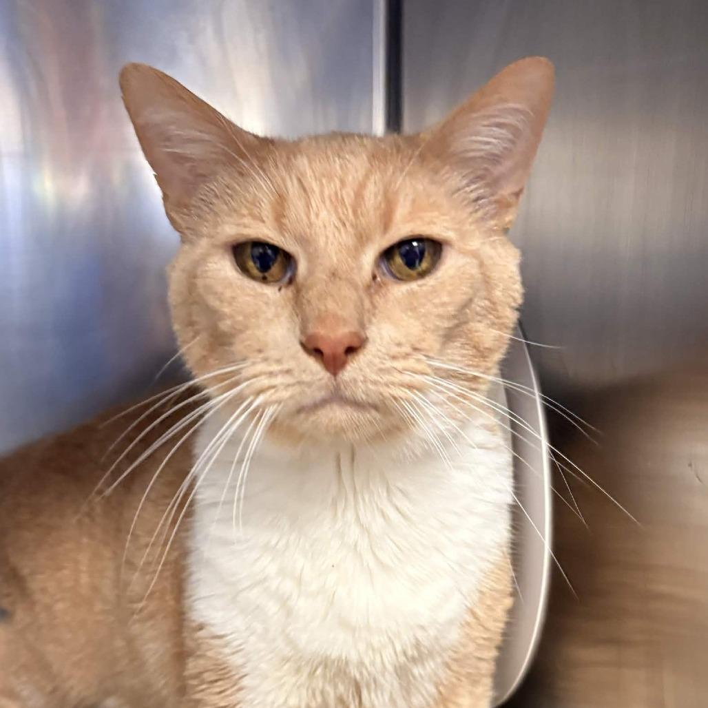 Whitey, a Adoptable Domestic Short Hair in Greenville, SC image 3/5