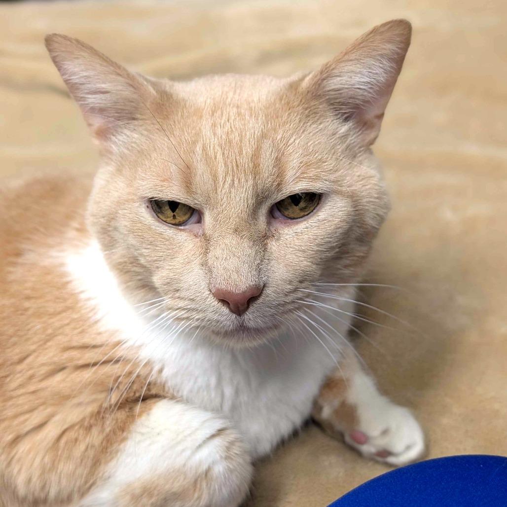 Enlarge Whitey, a Adoptable Domestic Short Hair in Greenville, SC image 4/6