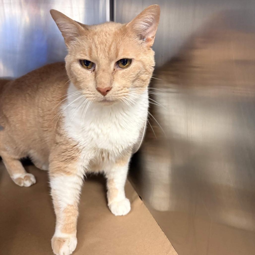 Whitey, a Adoptable Domestic Short Hair in Greenville, SC image 5/5